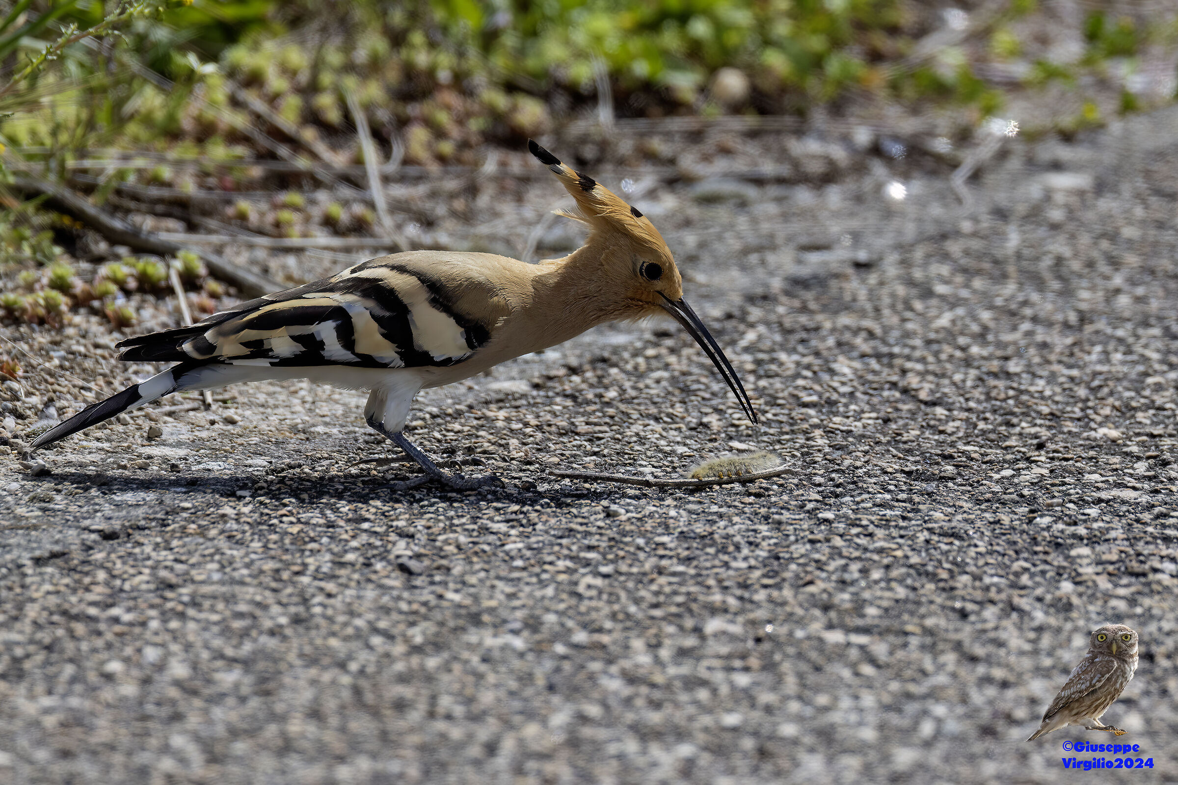 Common Hoopoe (Sardinia) 2024