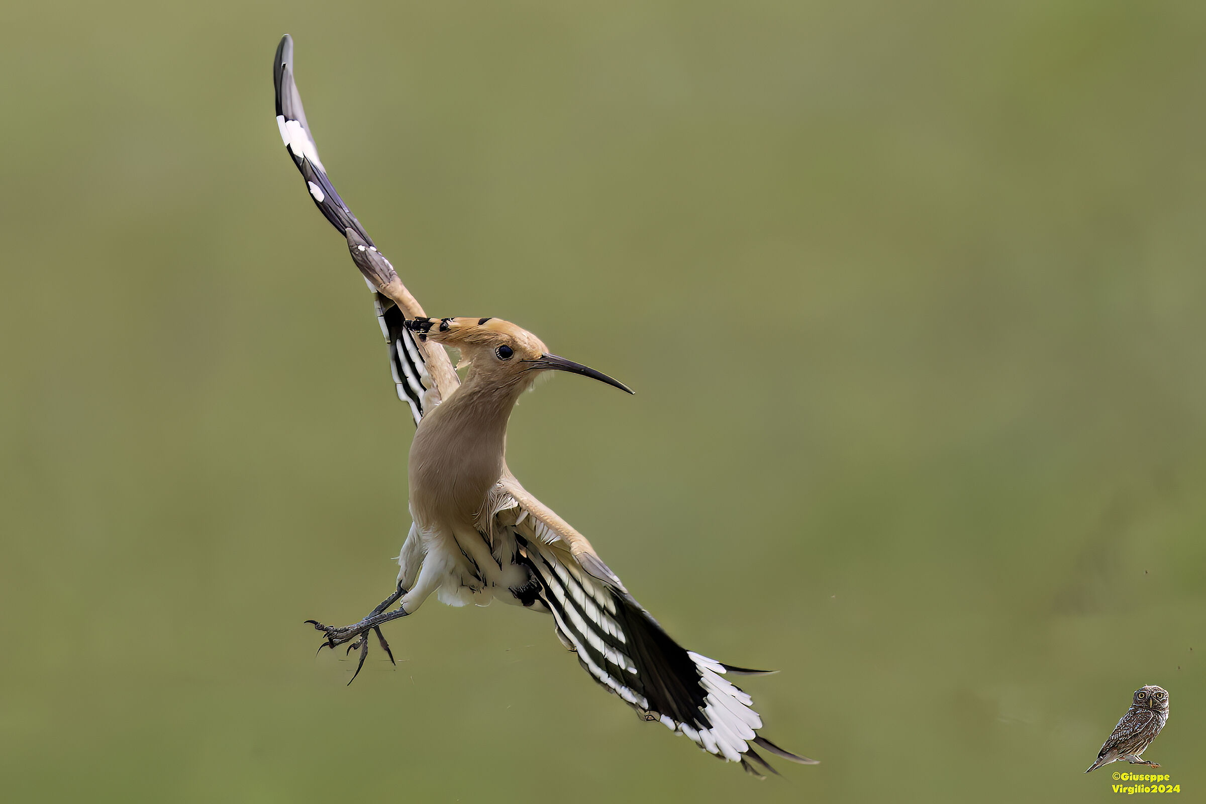 Common Hoopoe (Sardinia) 2024