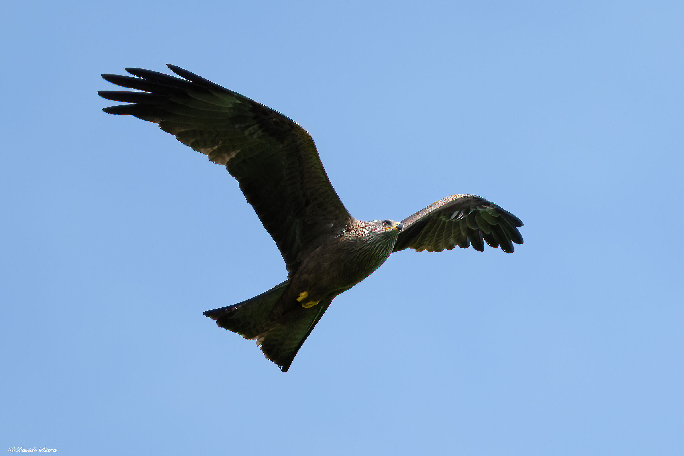Black kite