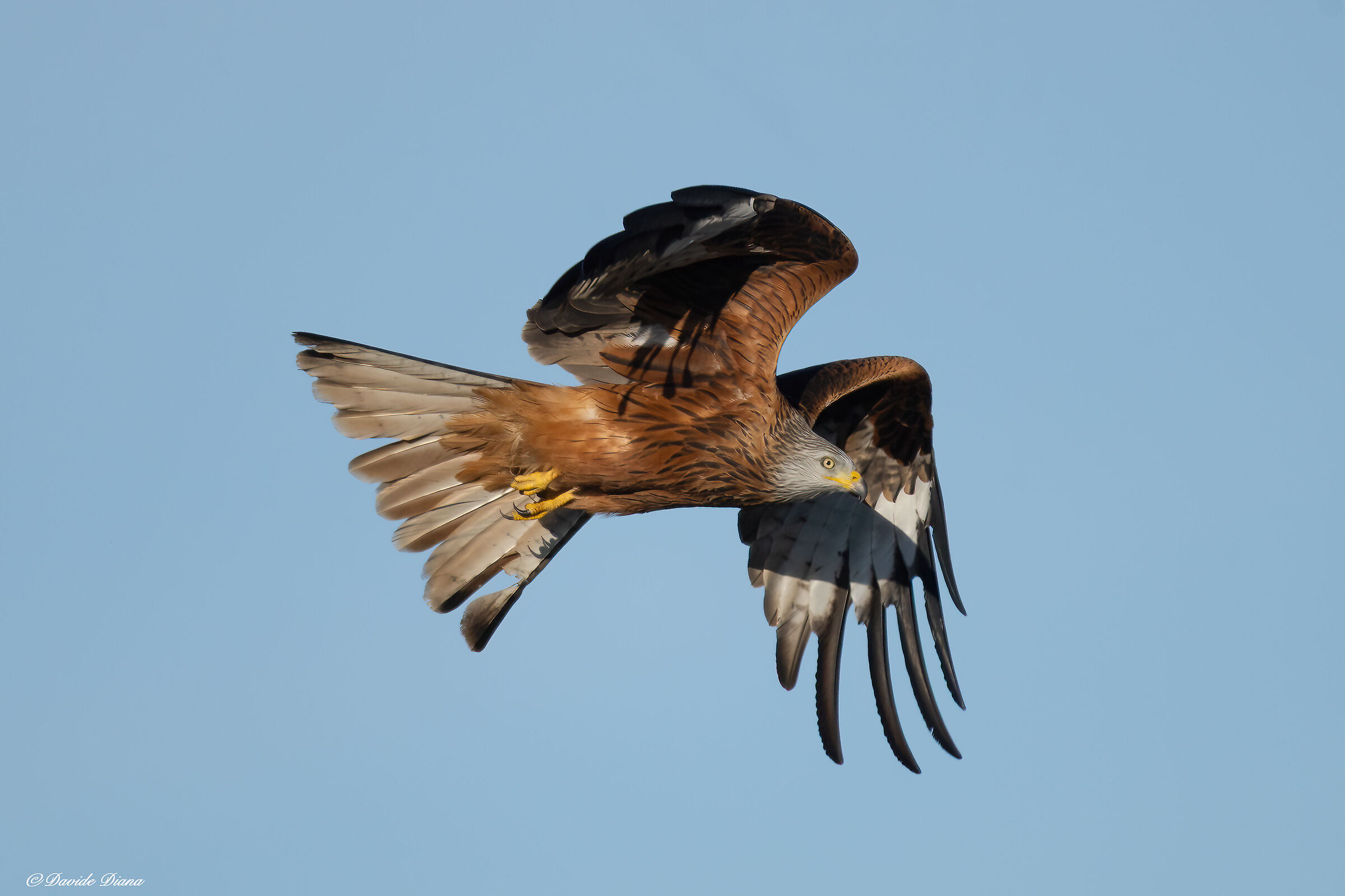 Red kite