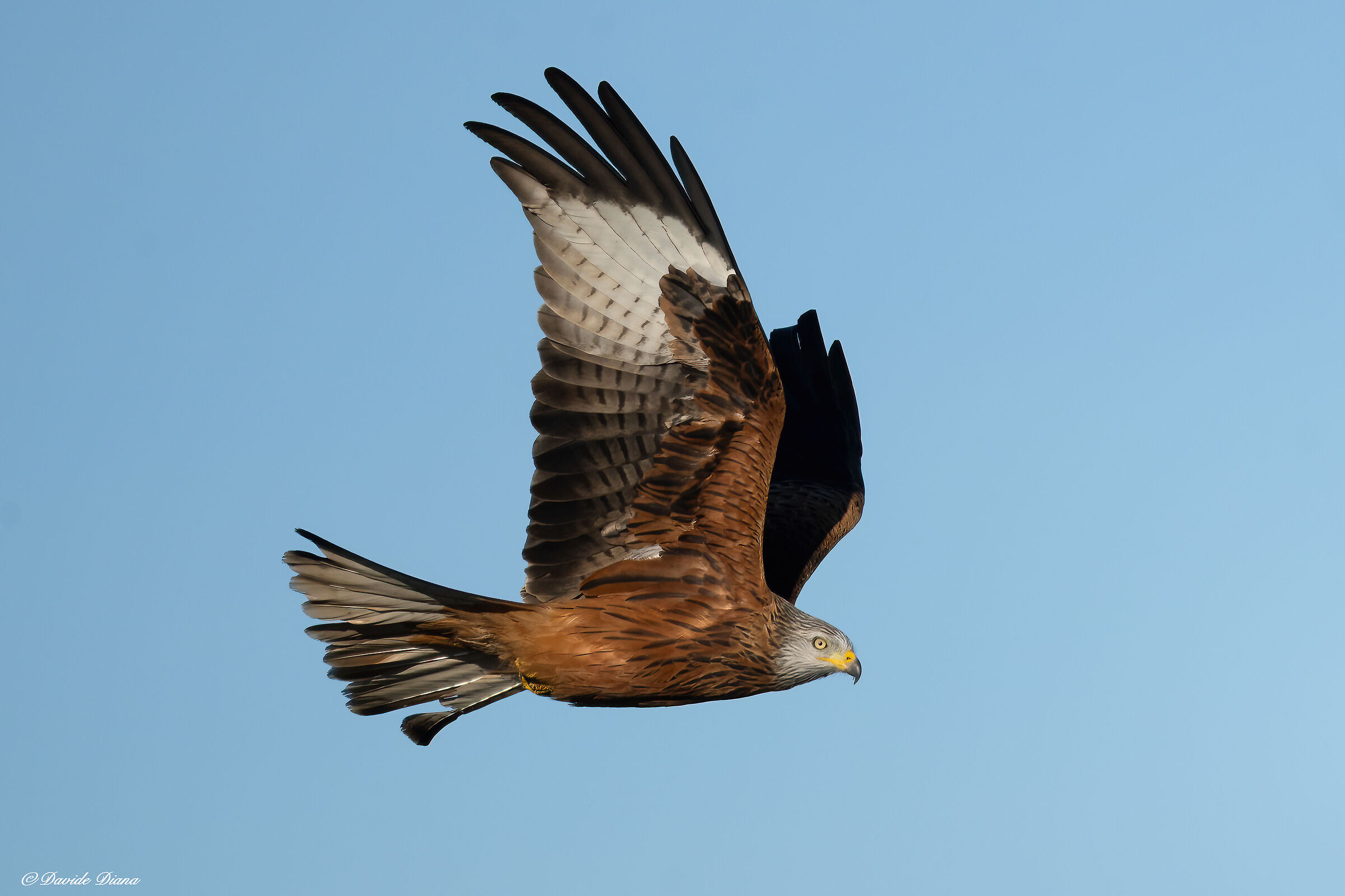 Red kite