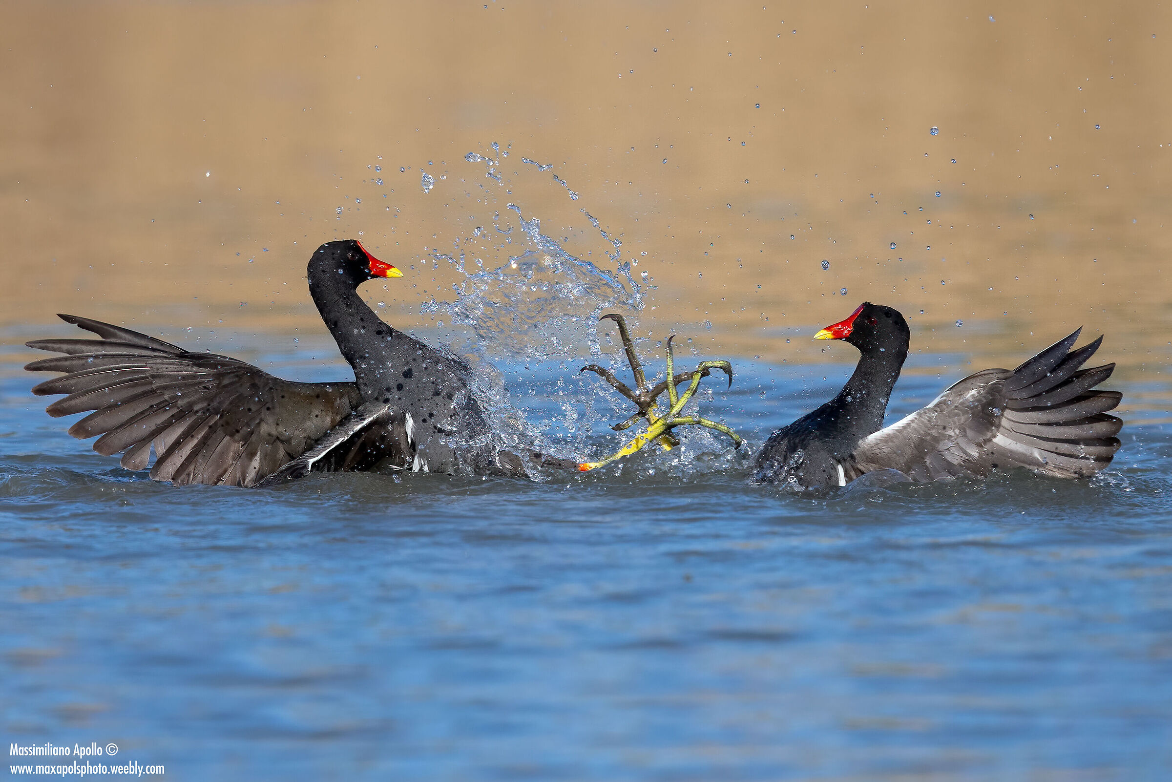 "zampe di...galllinelle..."