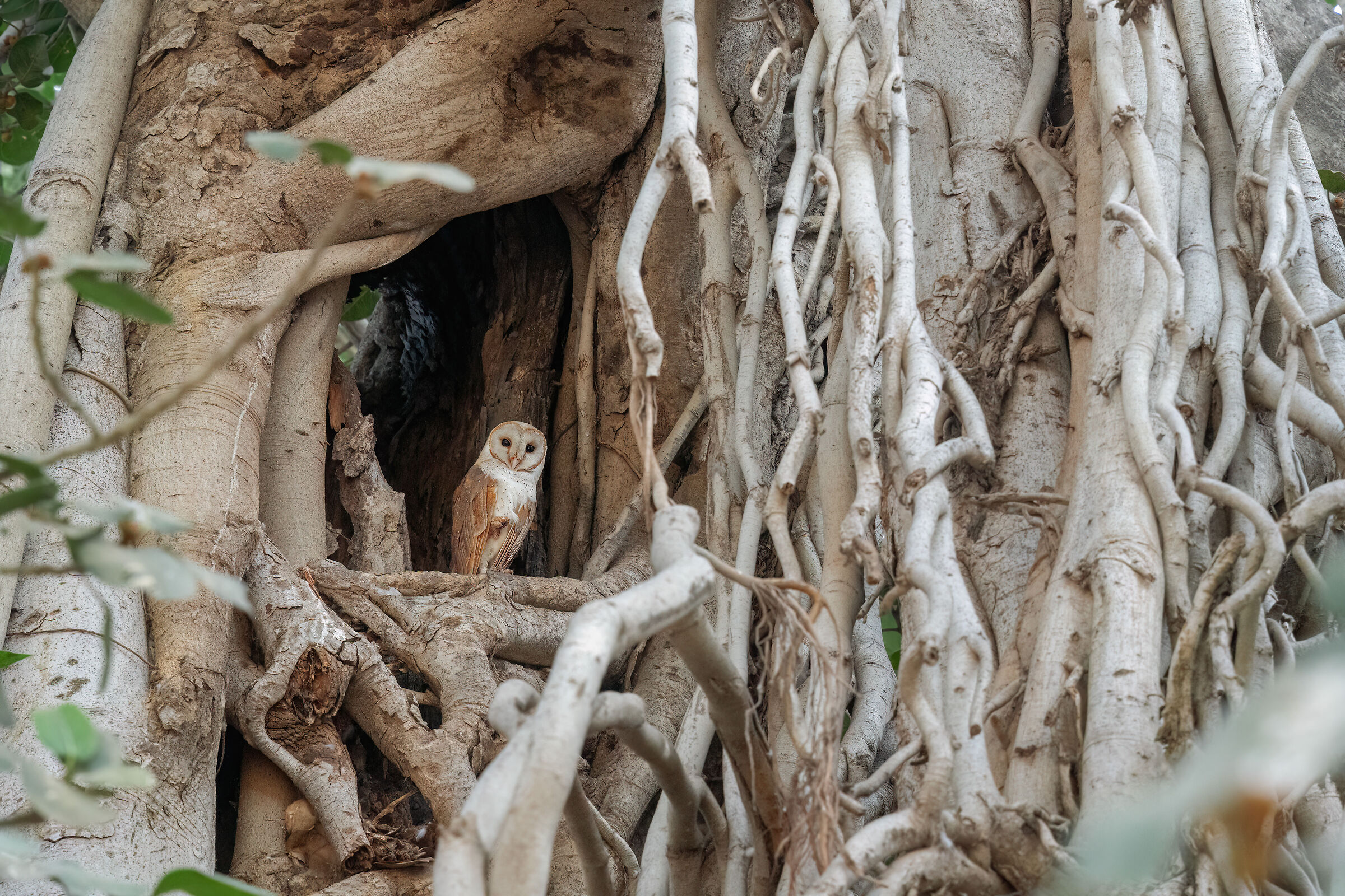 Barn Owl on Banyan Tree