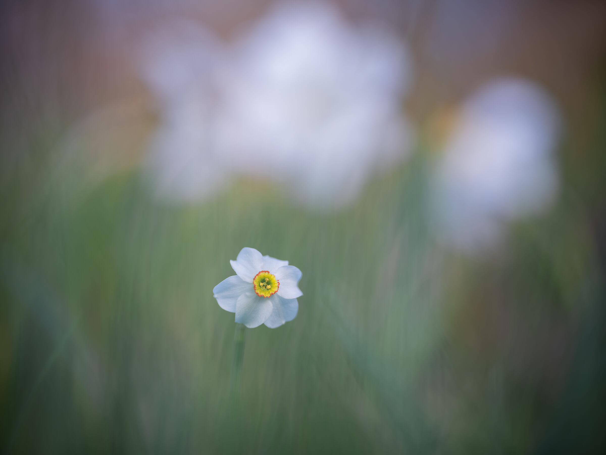 Narcissus poeticus