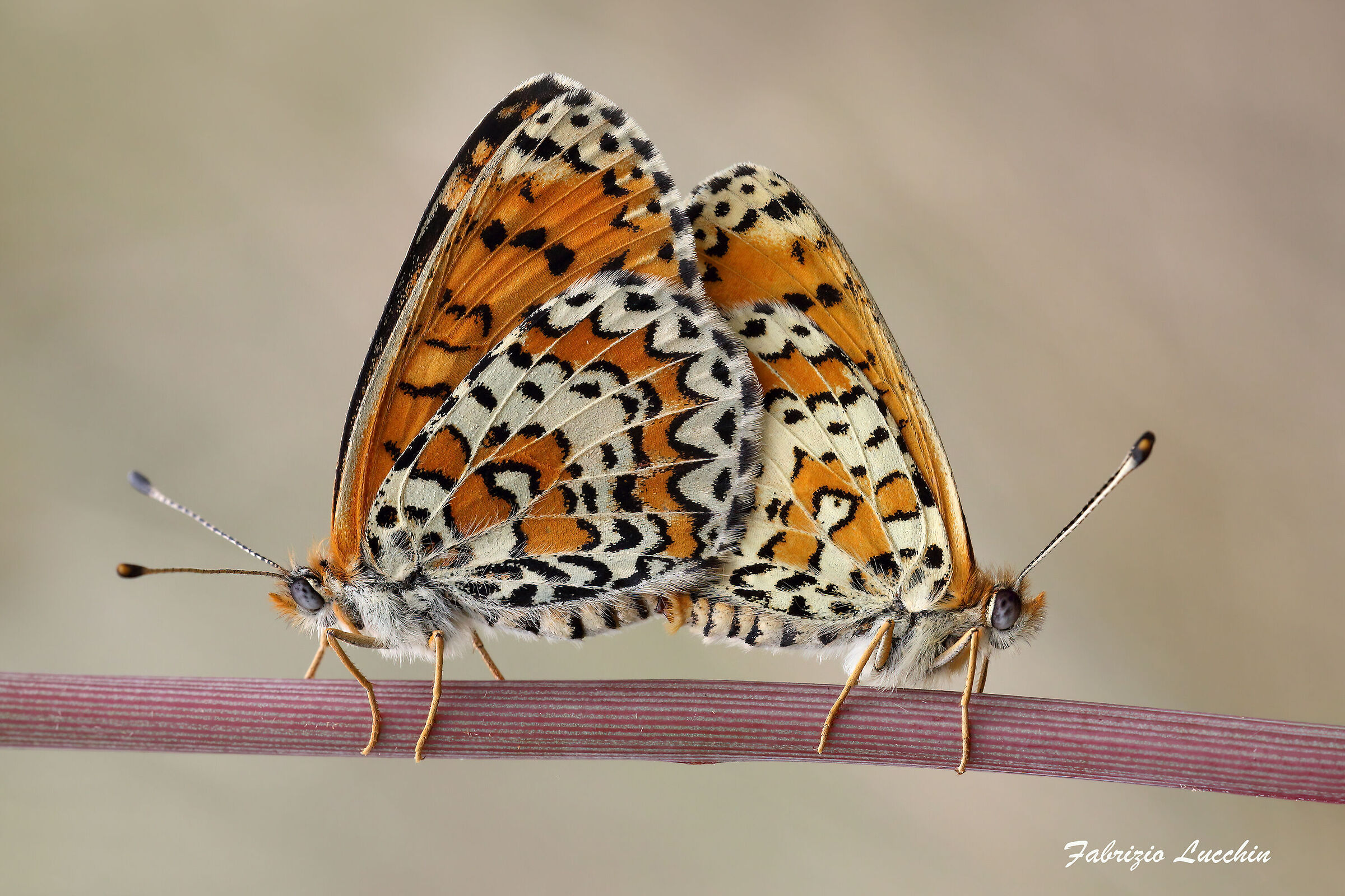Melitaea trivia MF