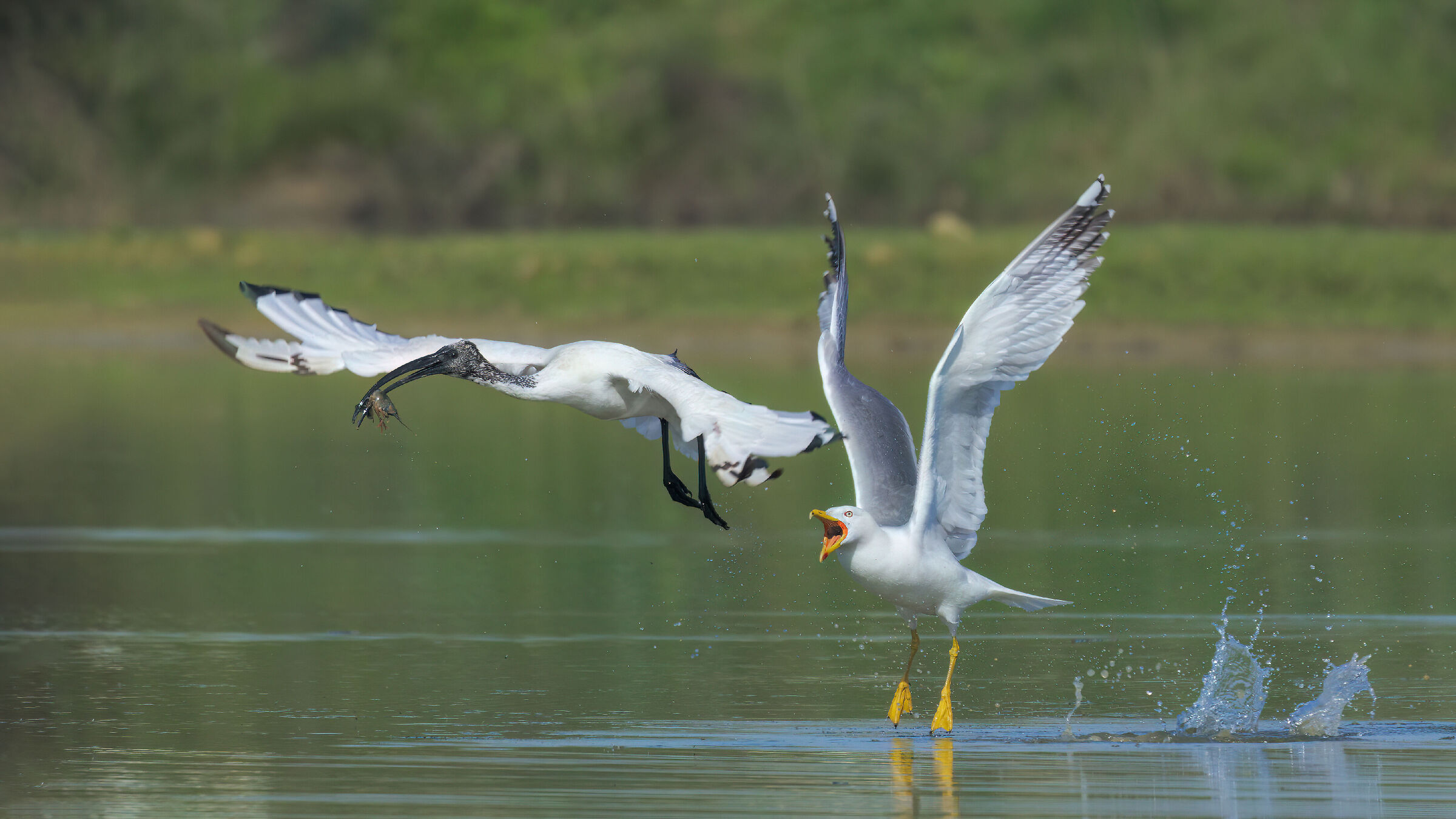 Ibis and Seagull mobbing