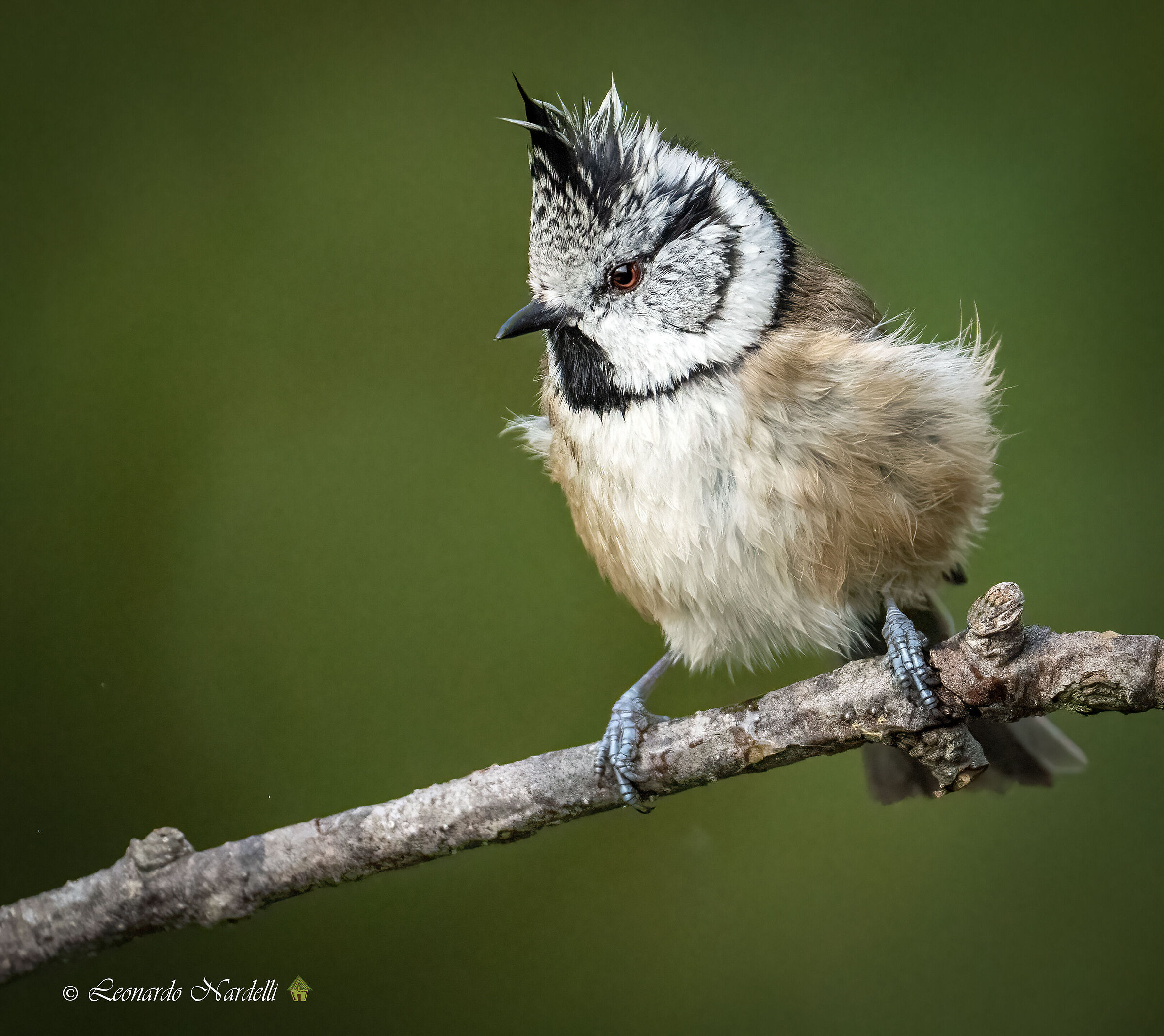 Tufted