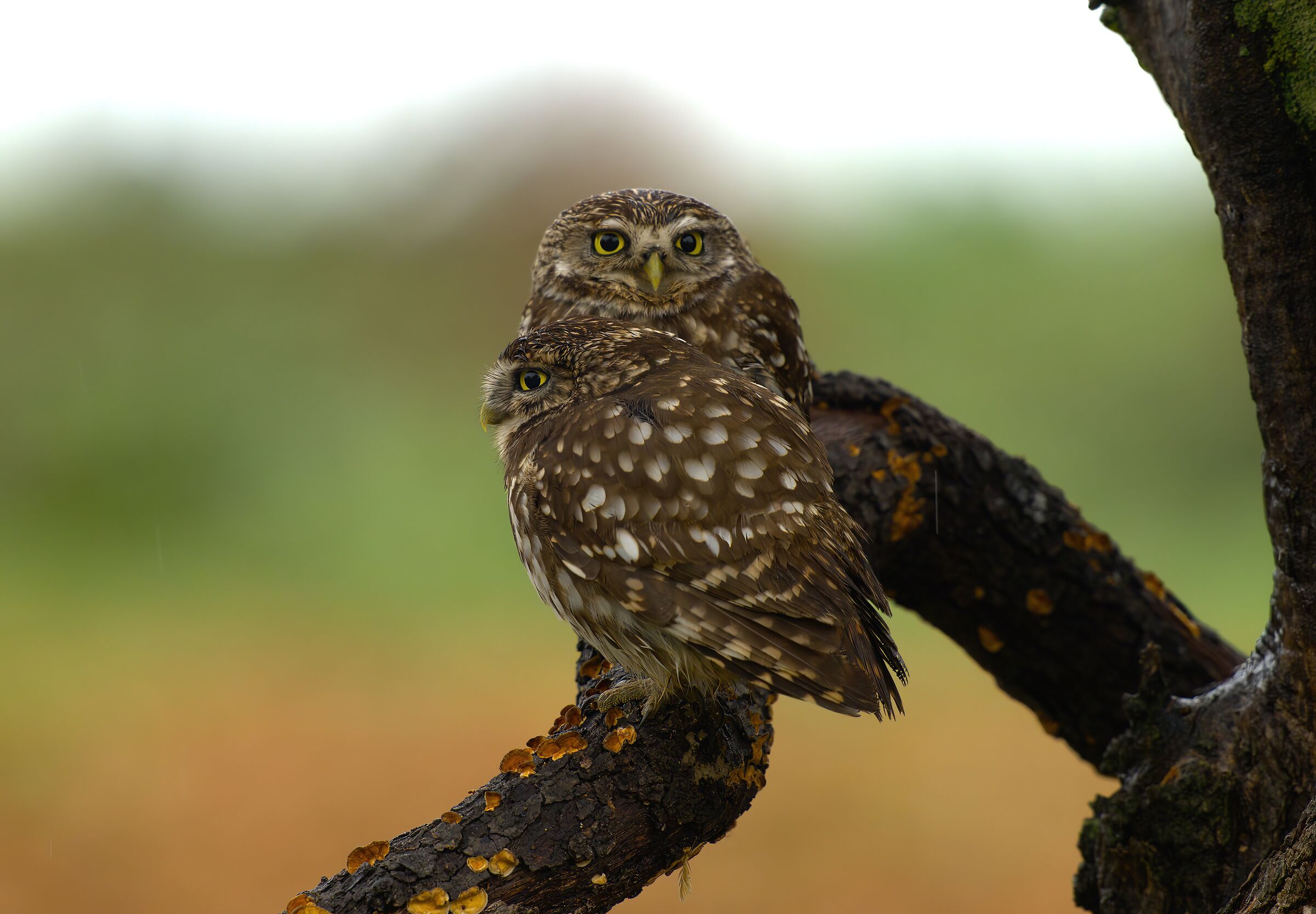 The couple owls on a rainy day