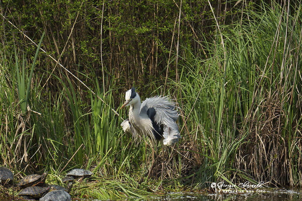 Airone cenerino (Ardea cinerea)