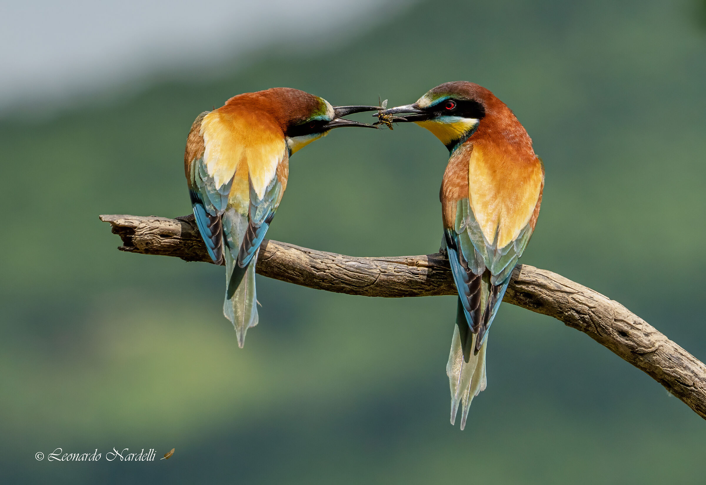 Bee-eaters