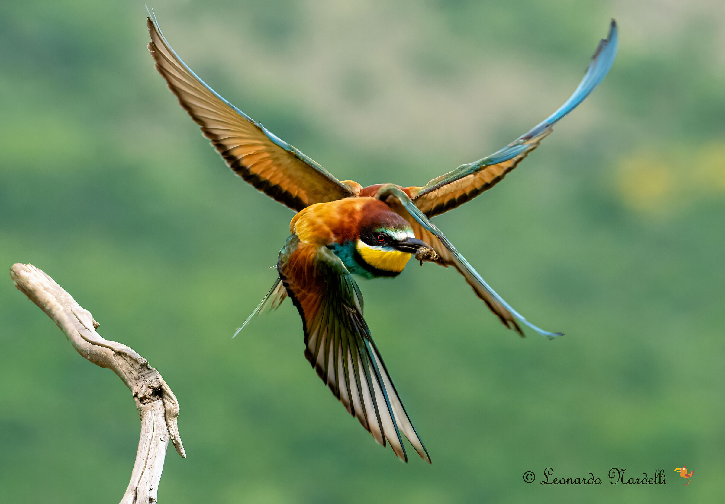 Bee-eaters