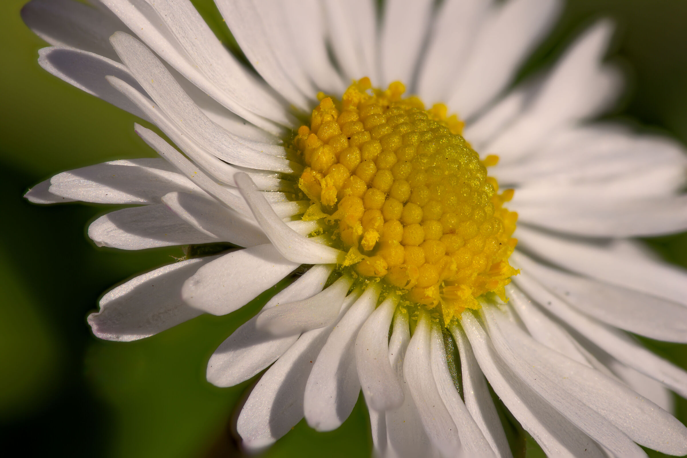 Daisy in focus stacking