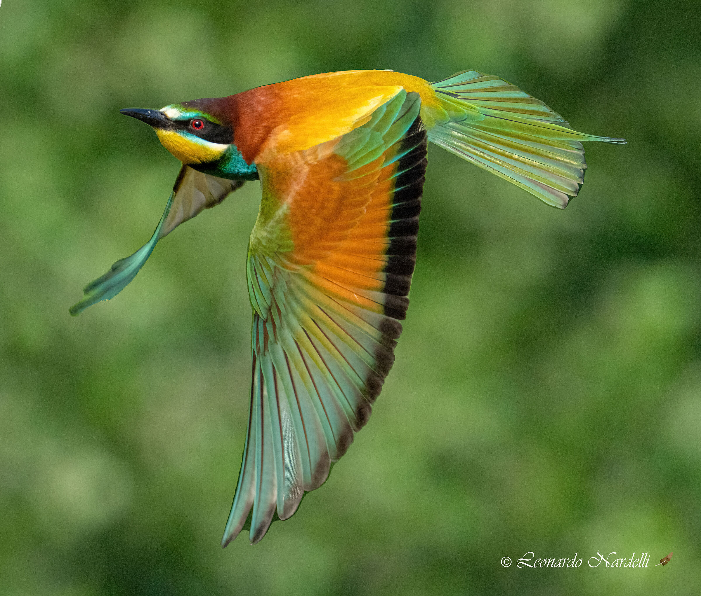 Bee-eater