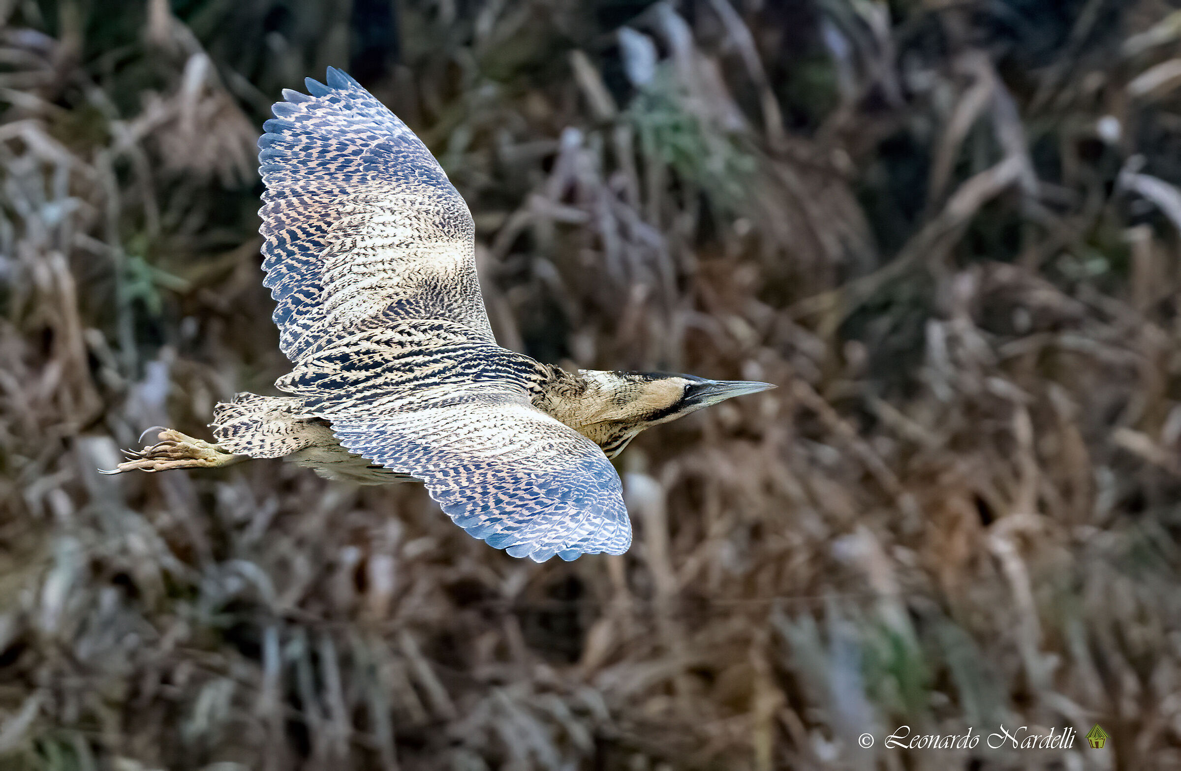 Bittern