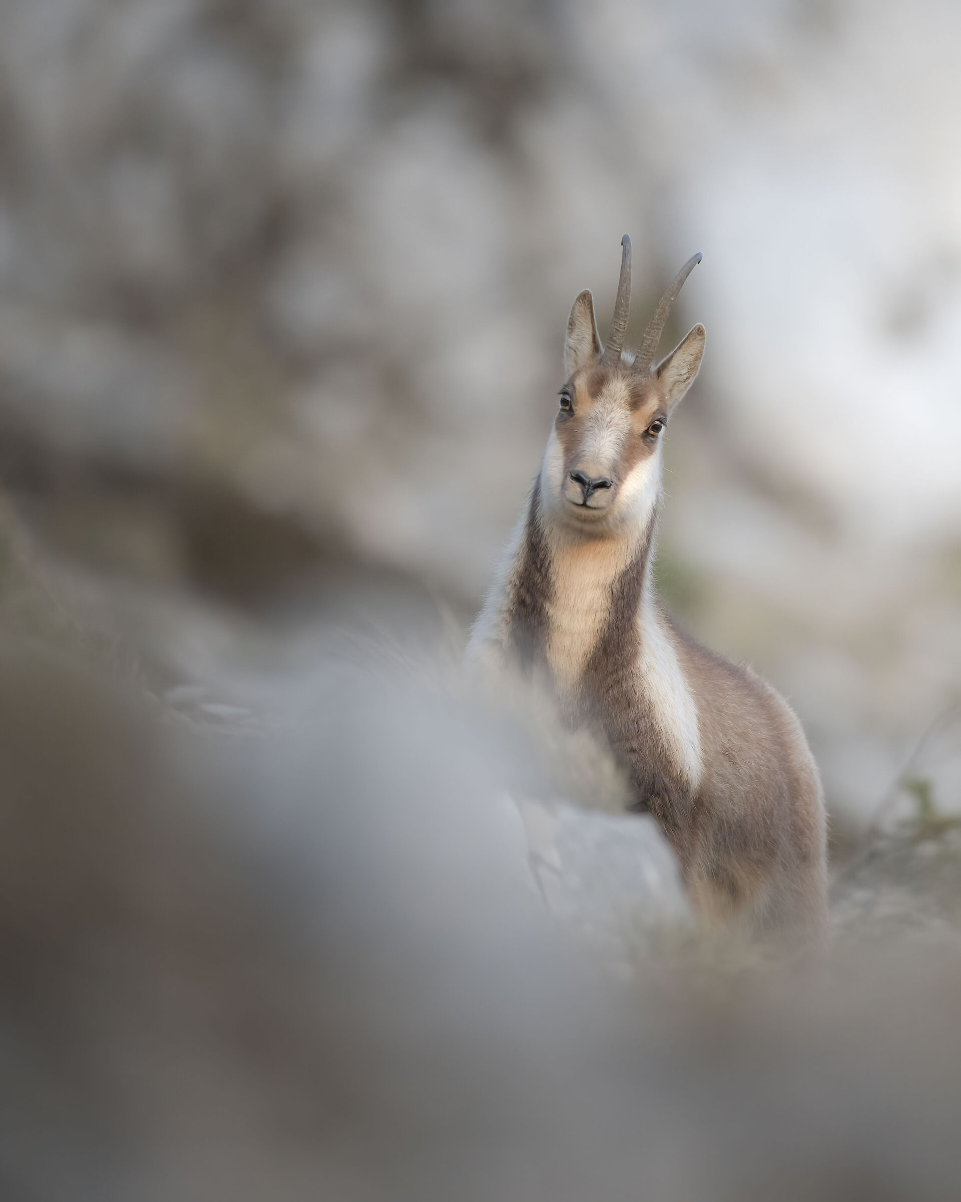 Primo piano al Camoscio