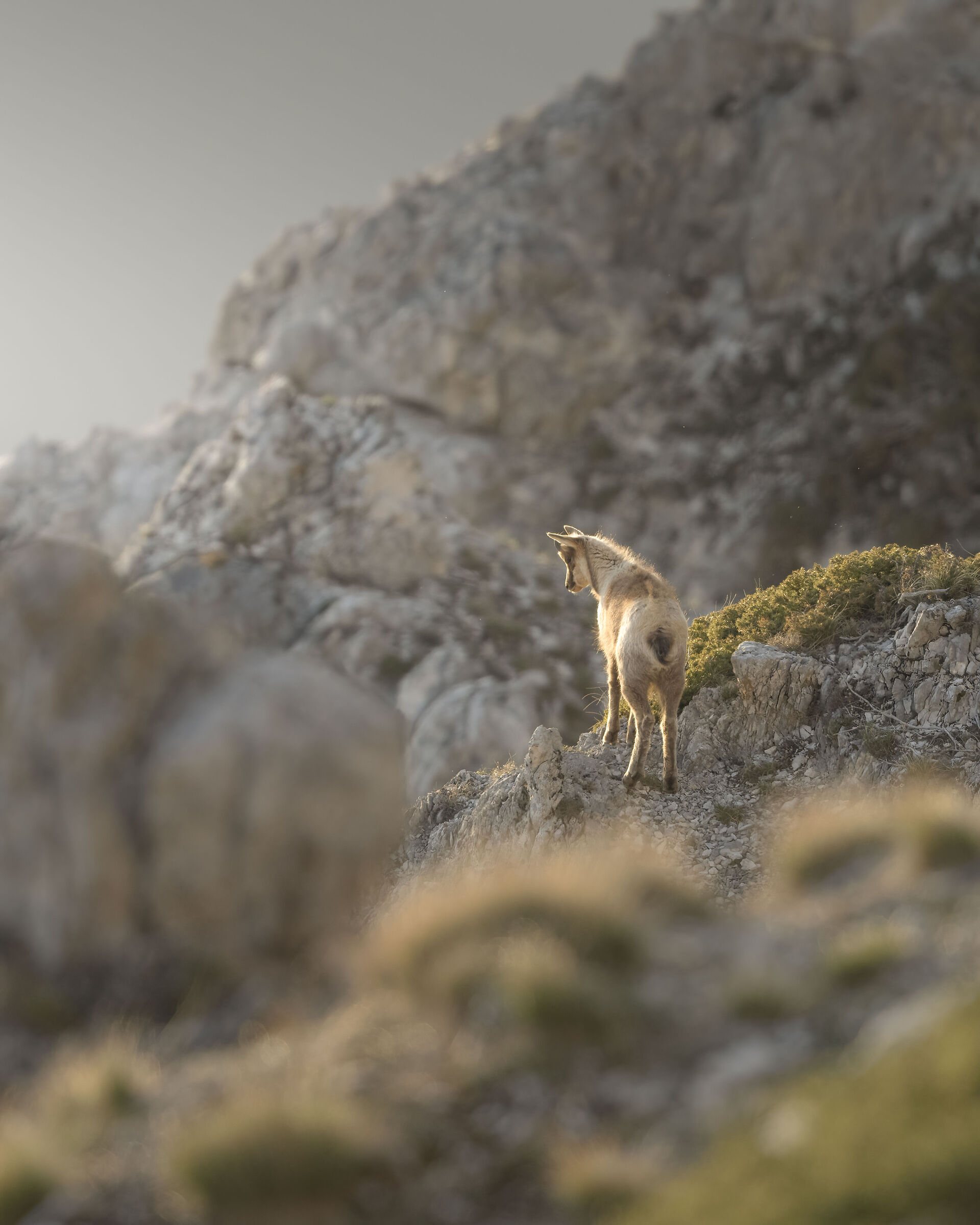 Camoscio al tramonto
