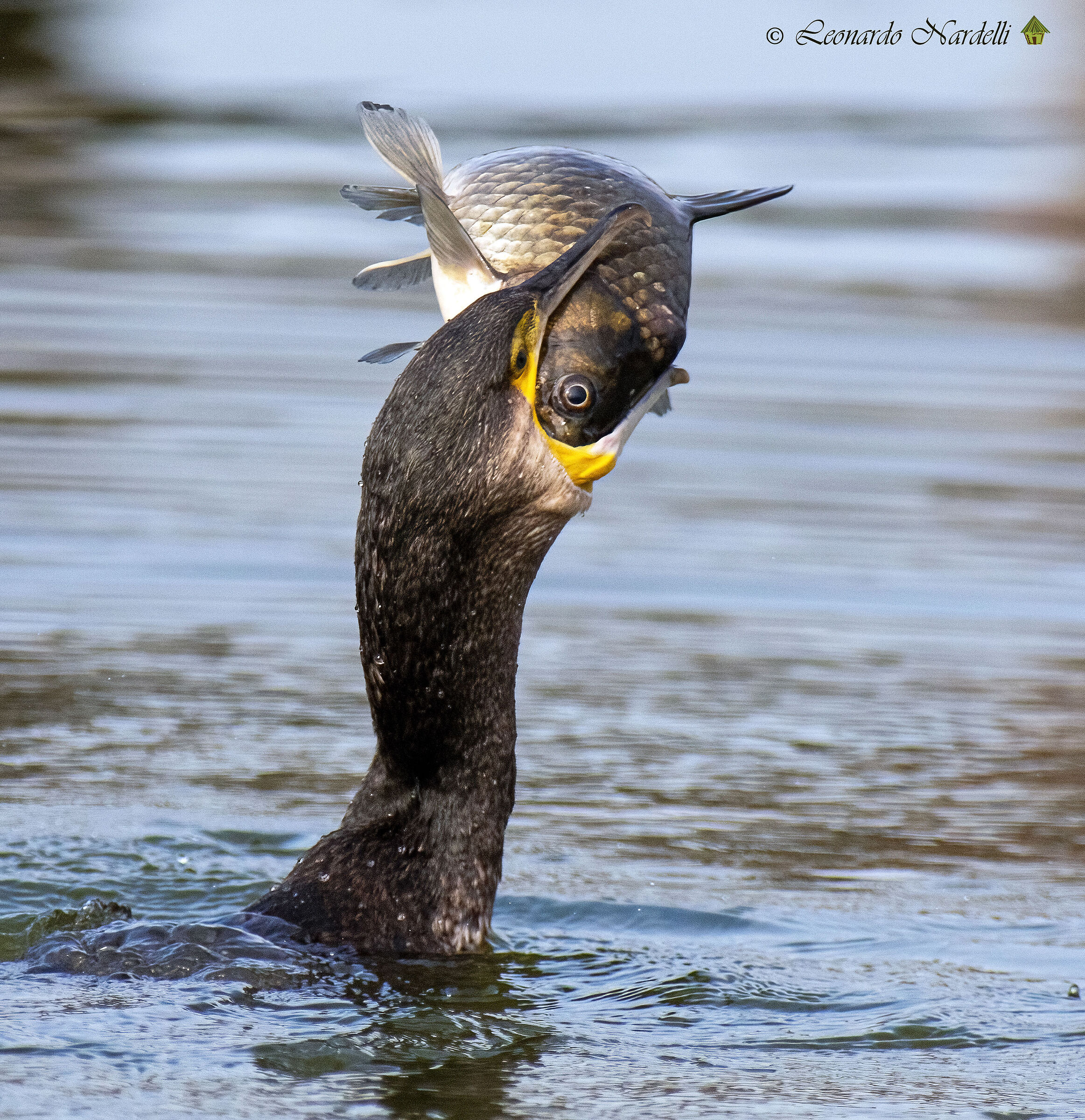 Cormorant