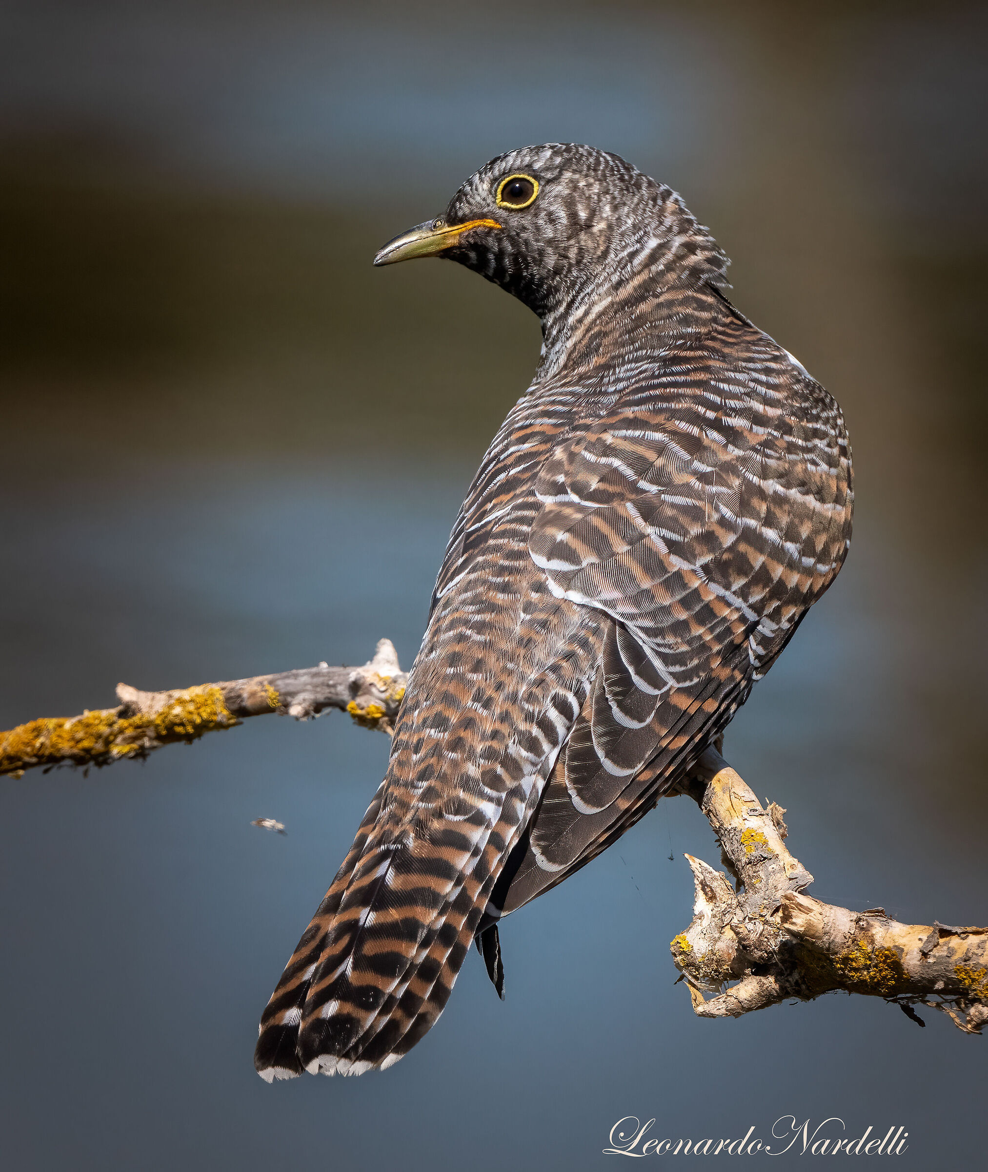 Cuckoo Juv.