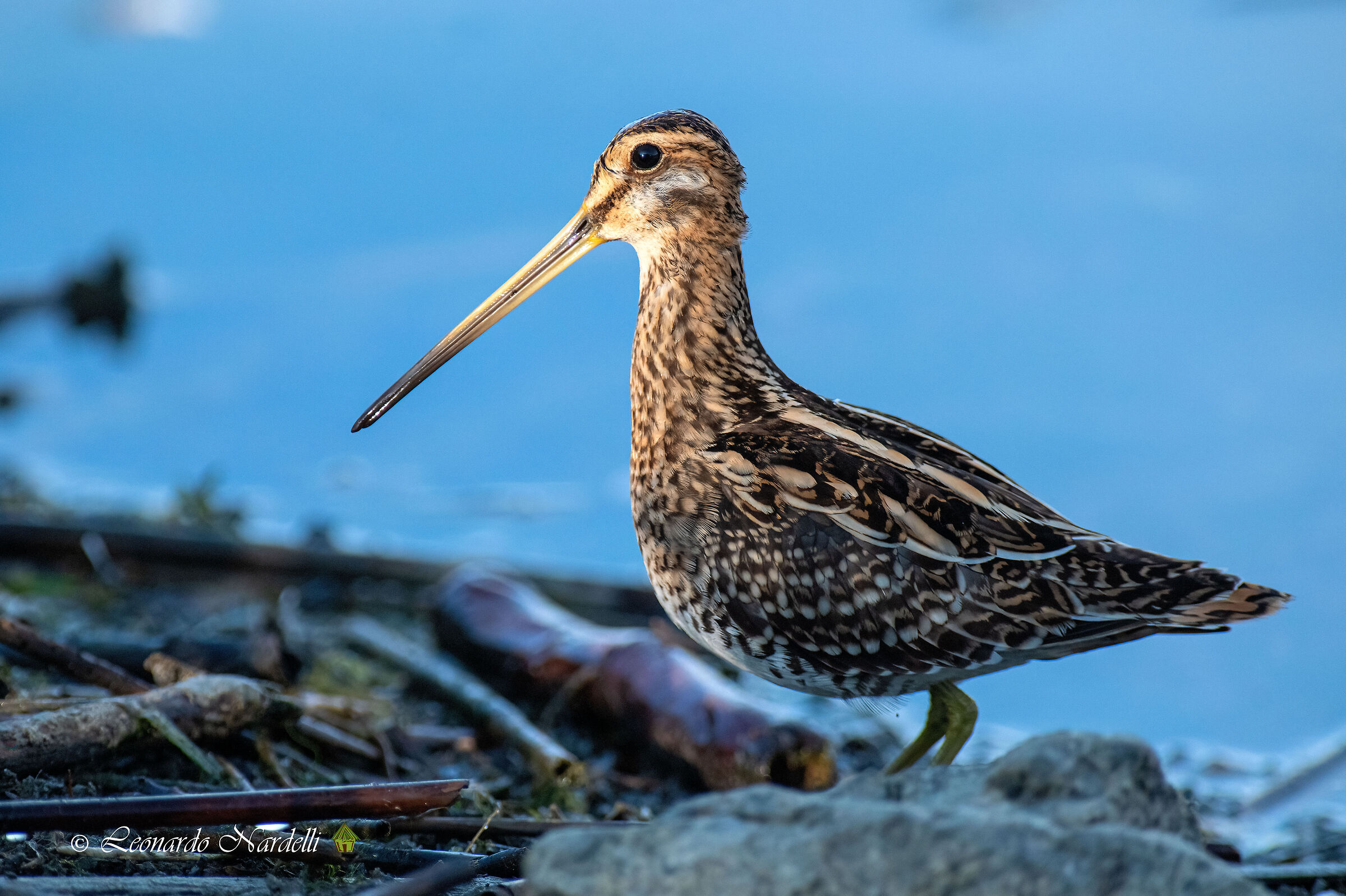 Snipe