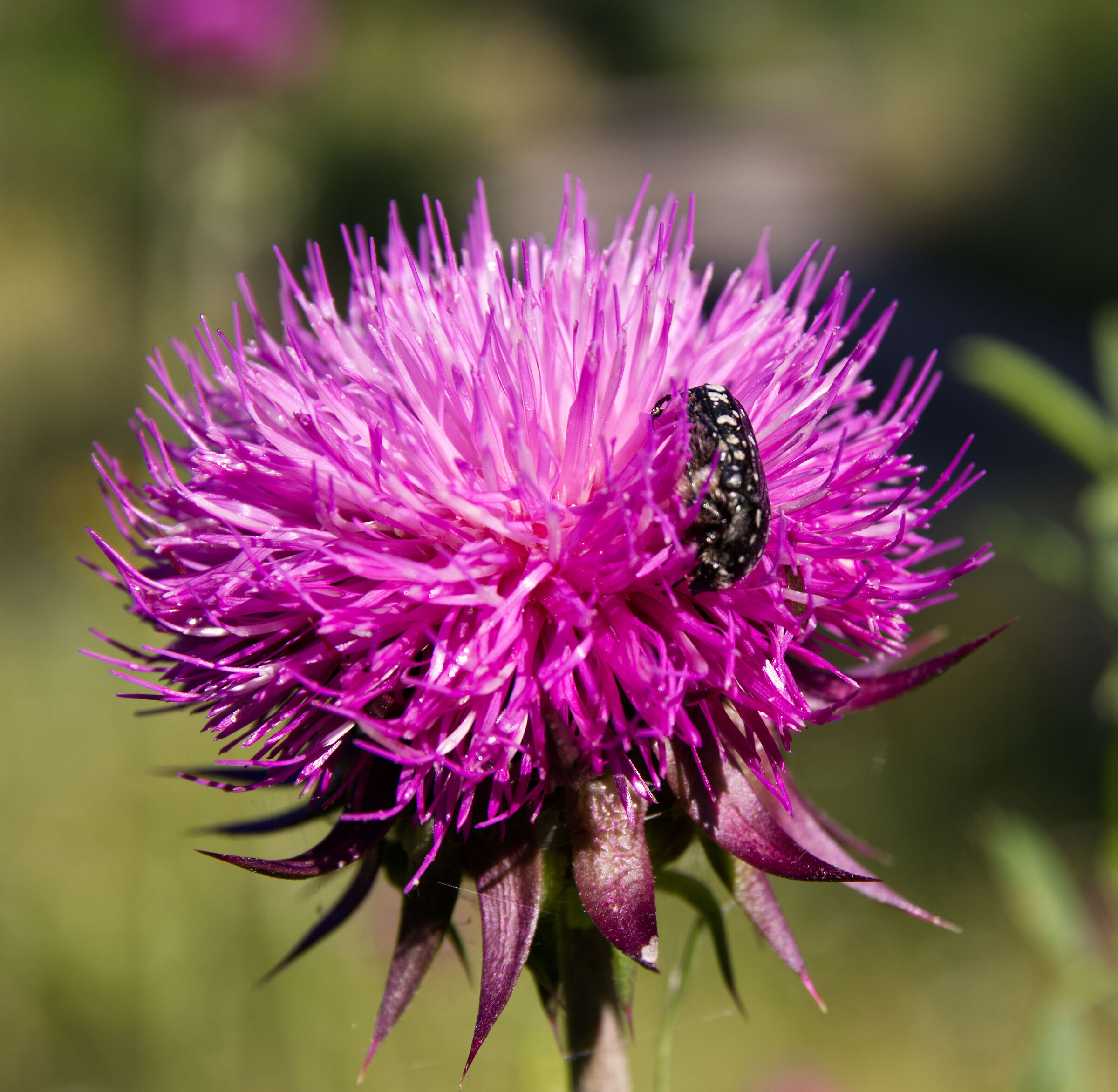 macro