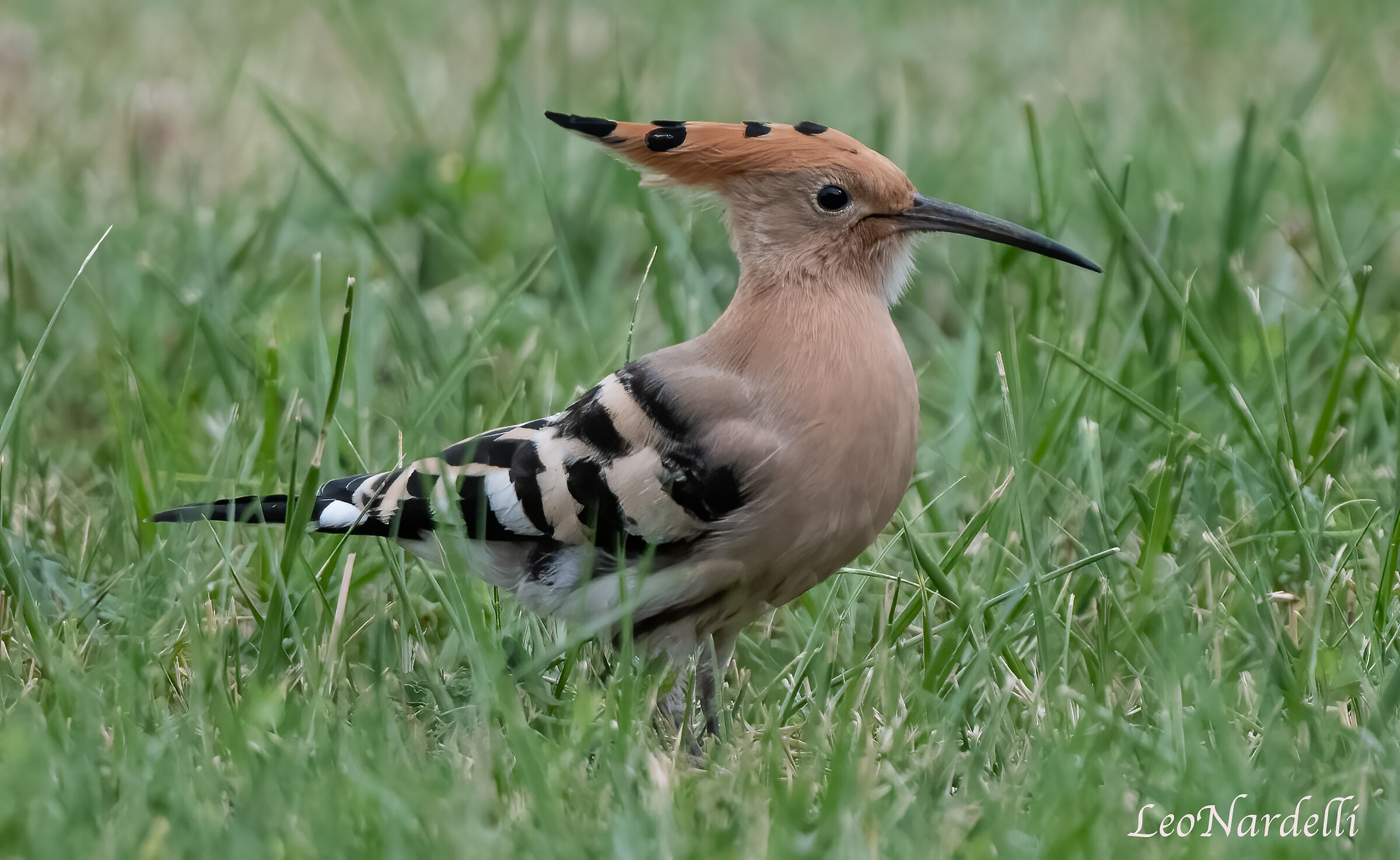 Hoopoe