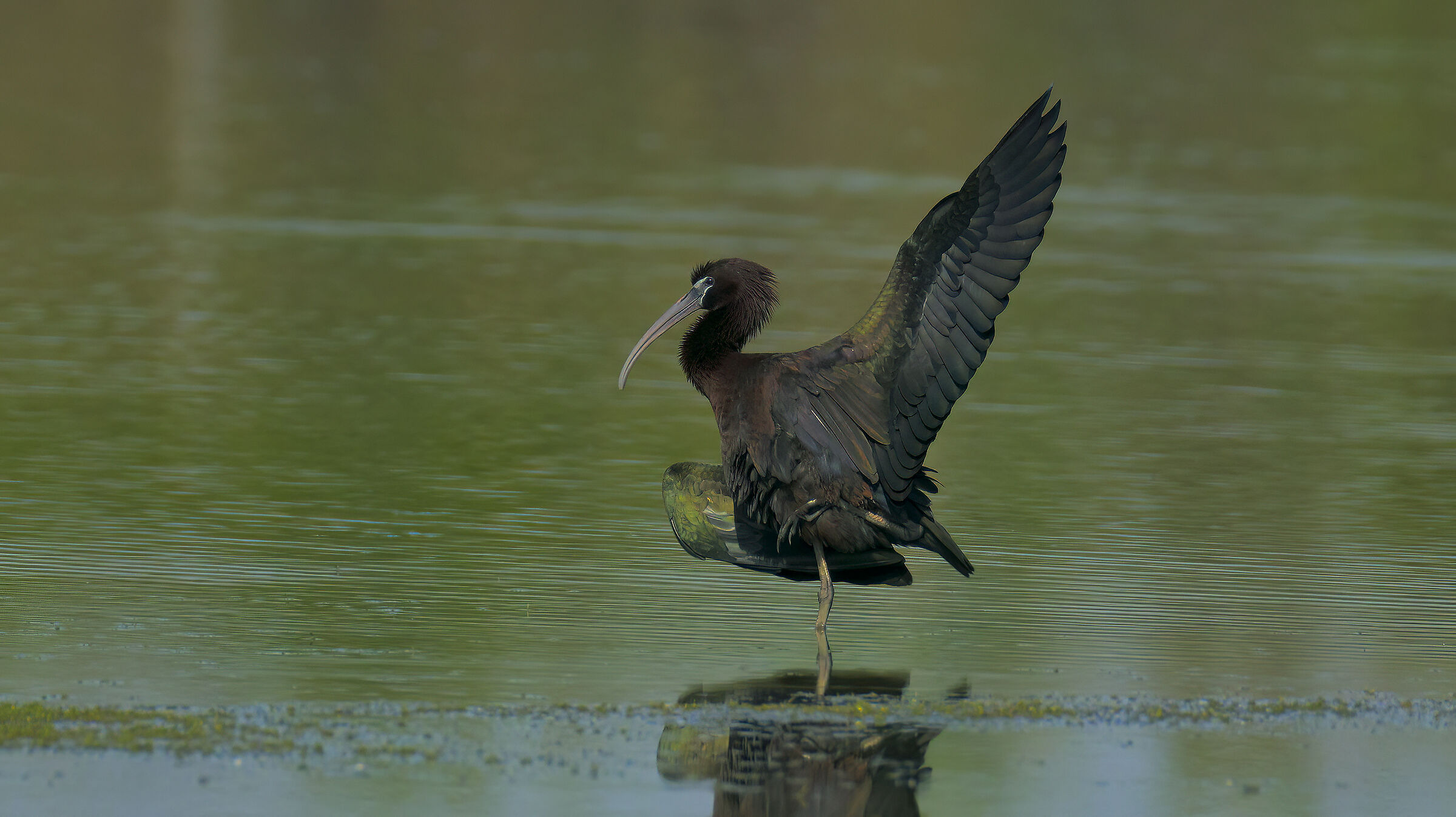 Posa insolita del mignattaio