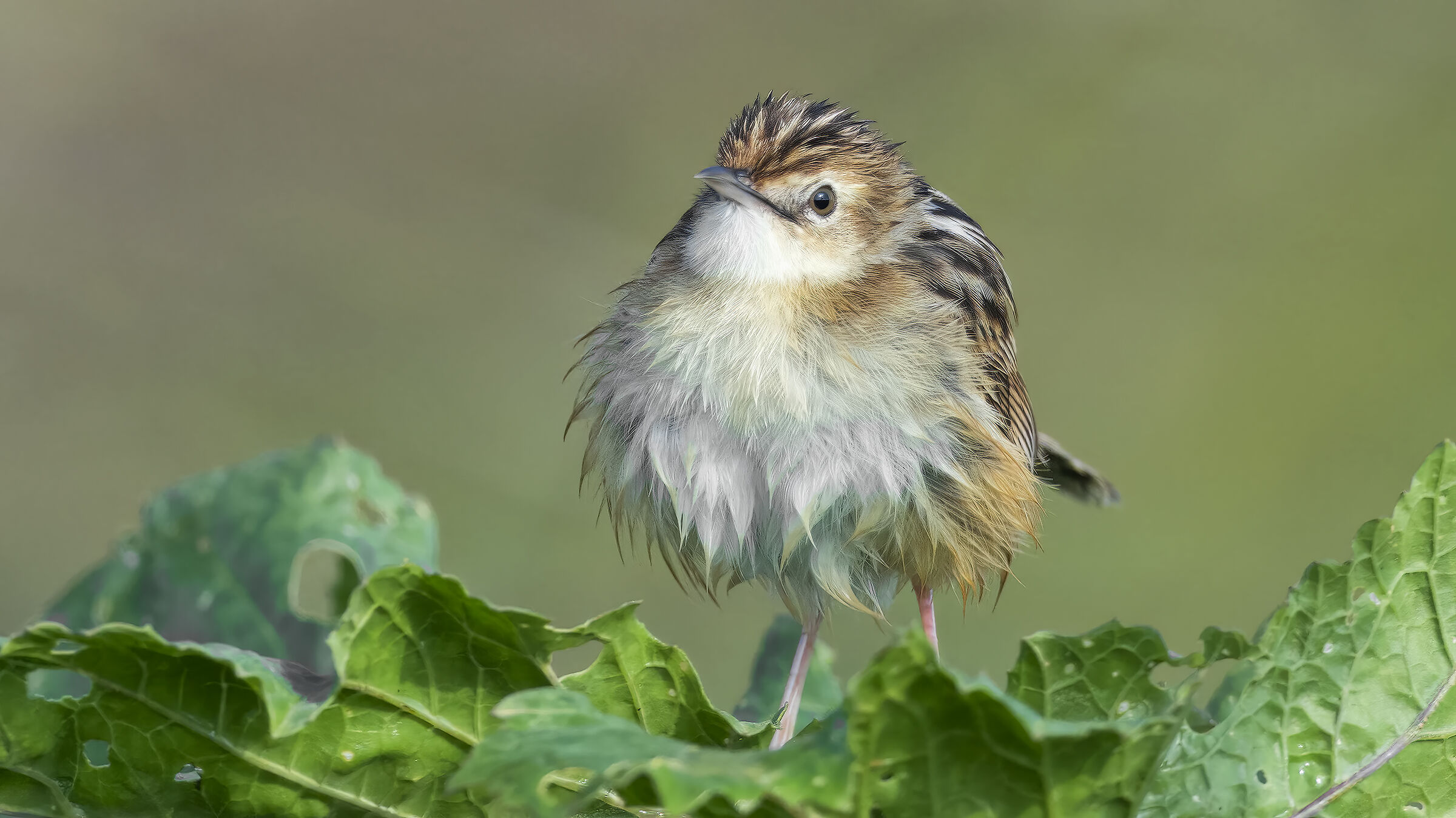 beccamoschino 16 metri