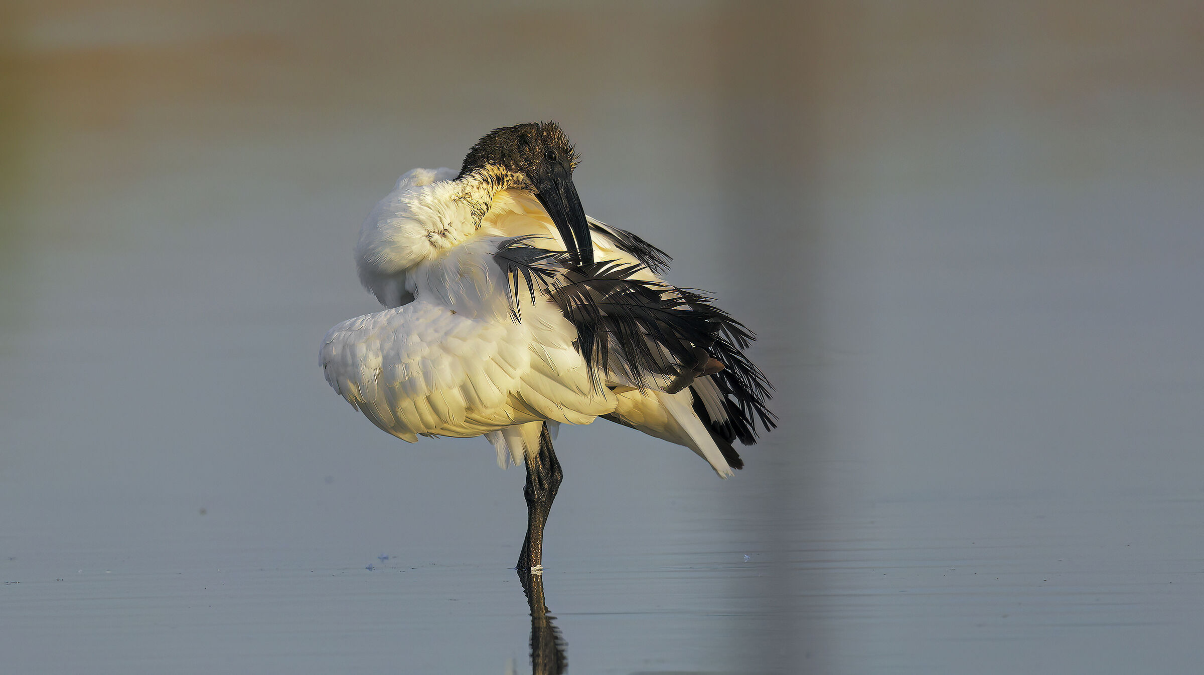 prime luci alla Piana