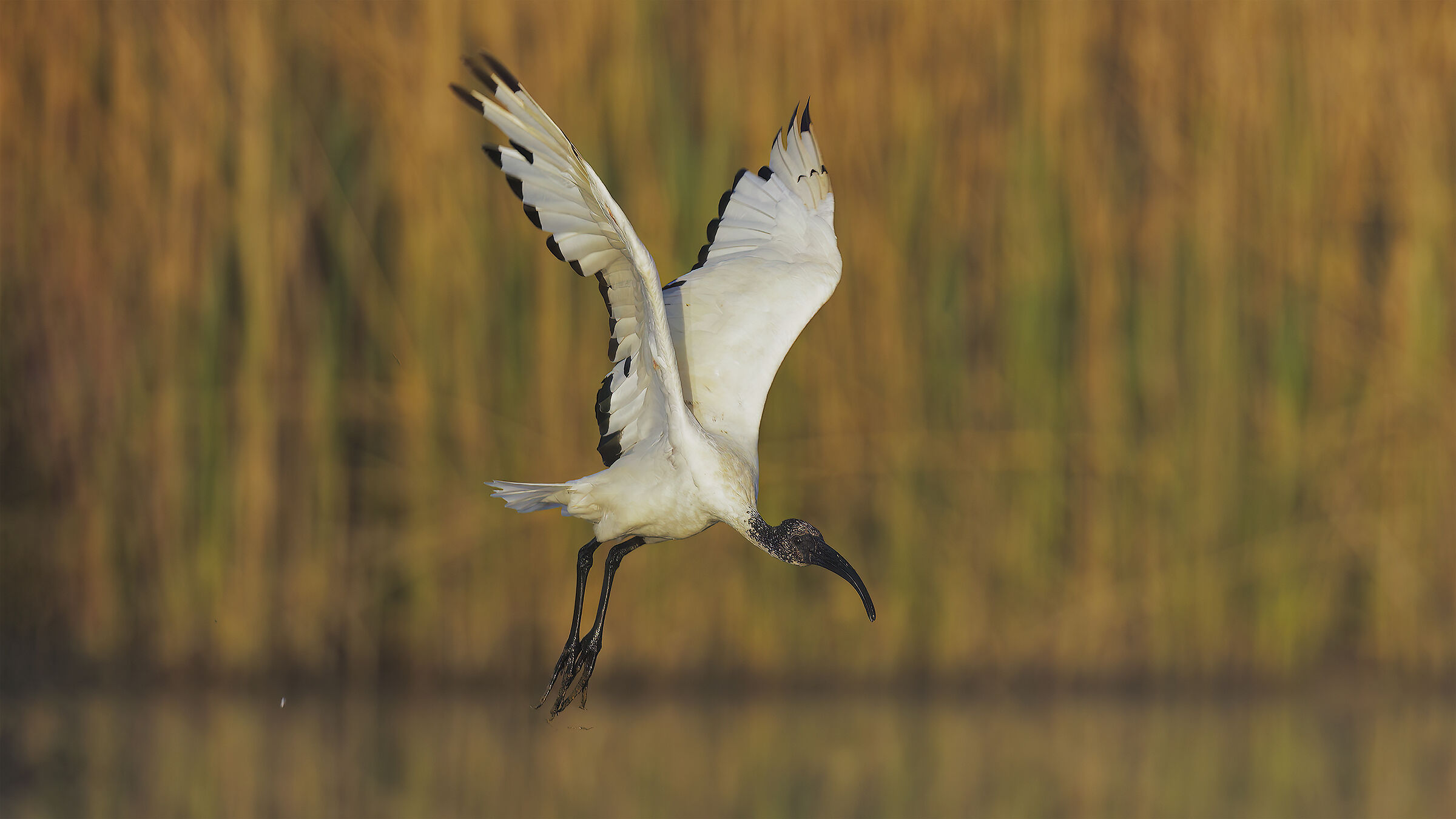 prime luci alla Piana2