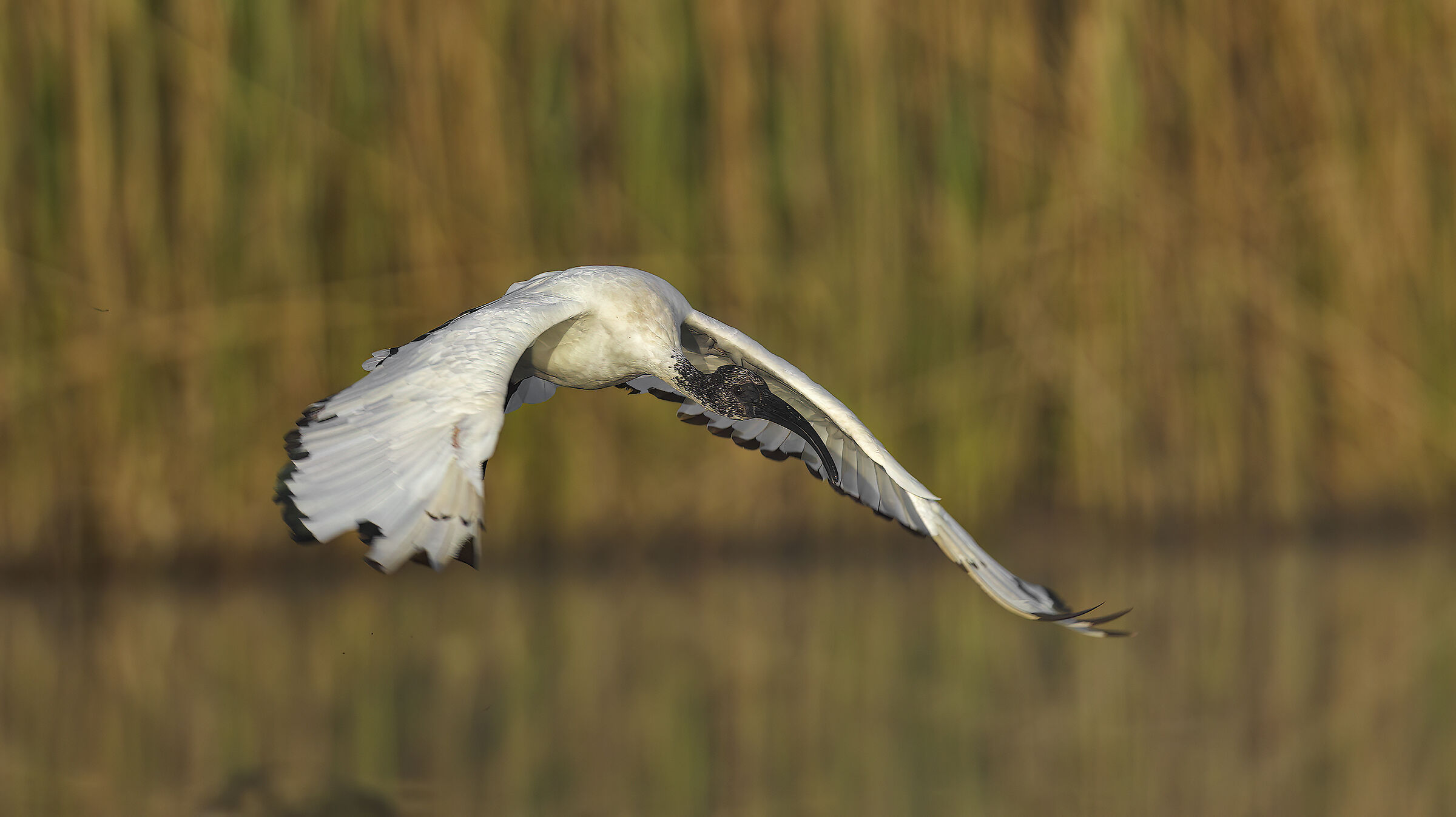 prime luci alla Piana3