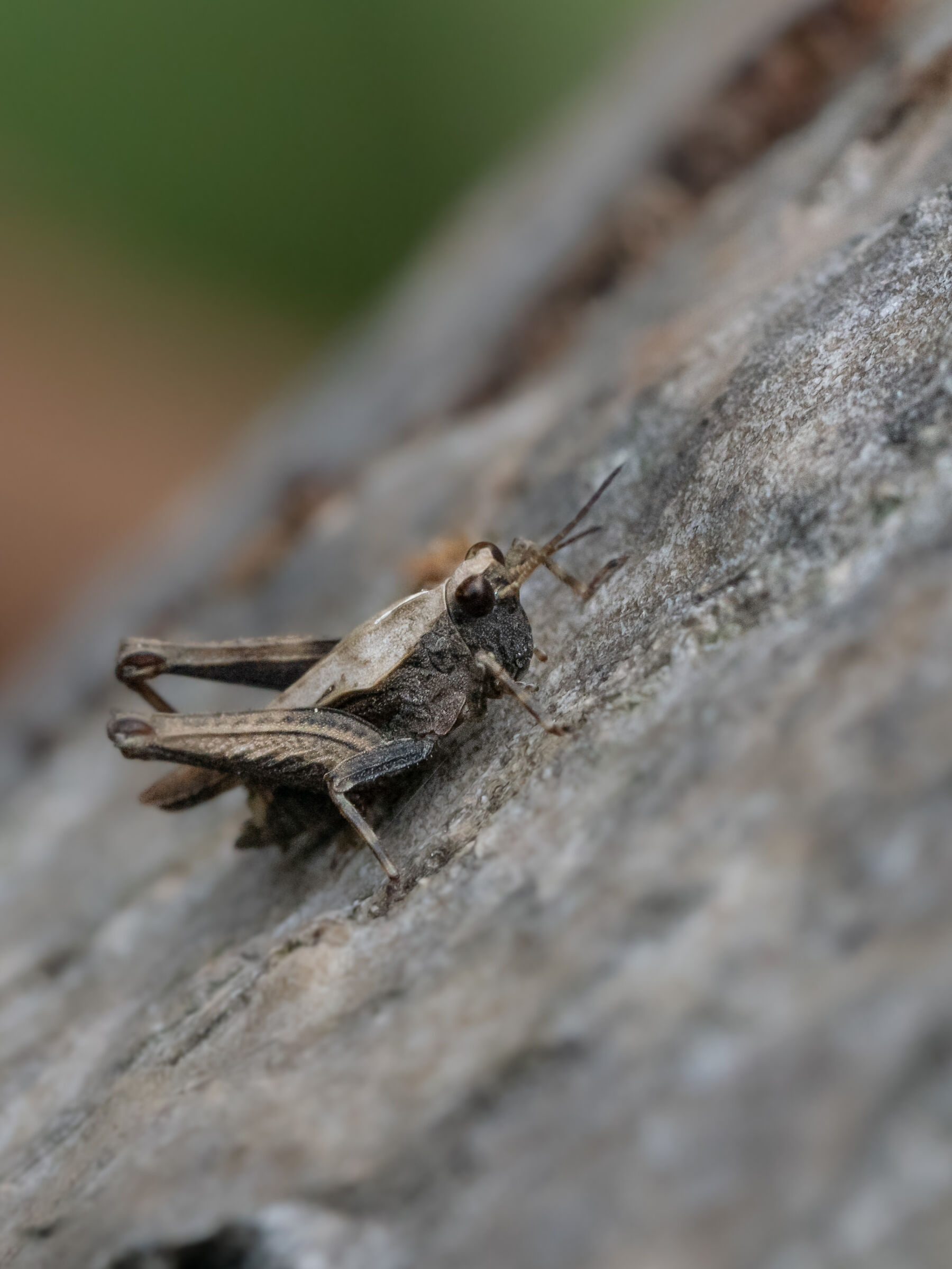 Tetrix sp. z o.o. Immature