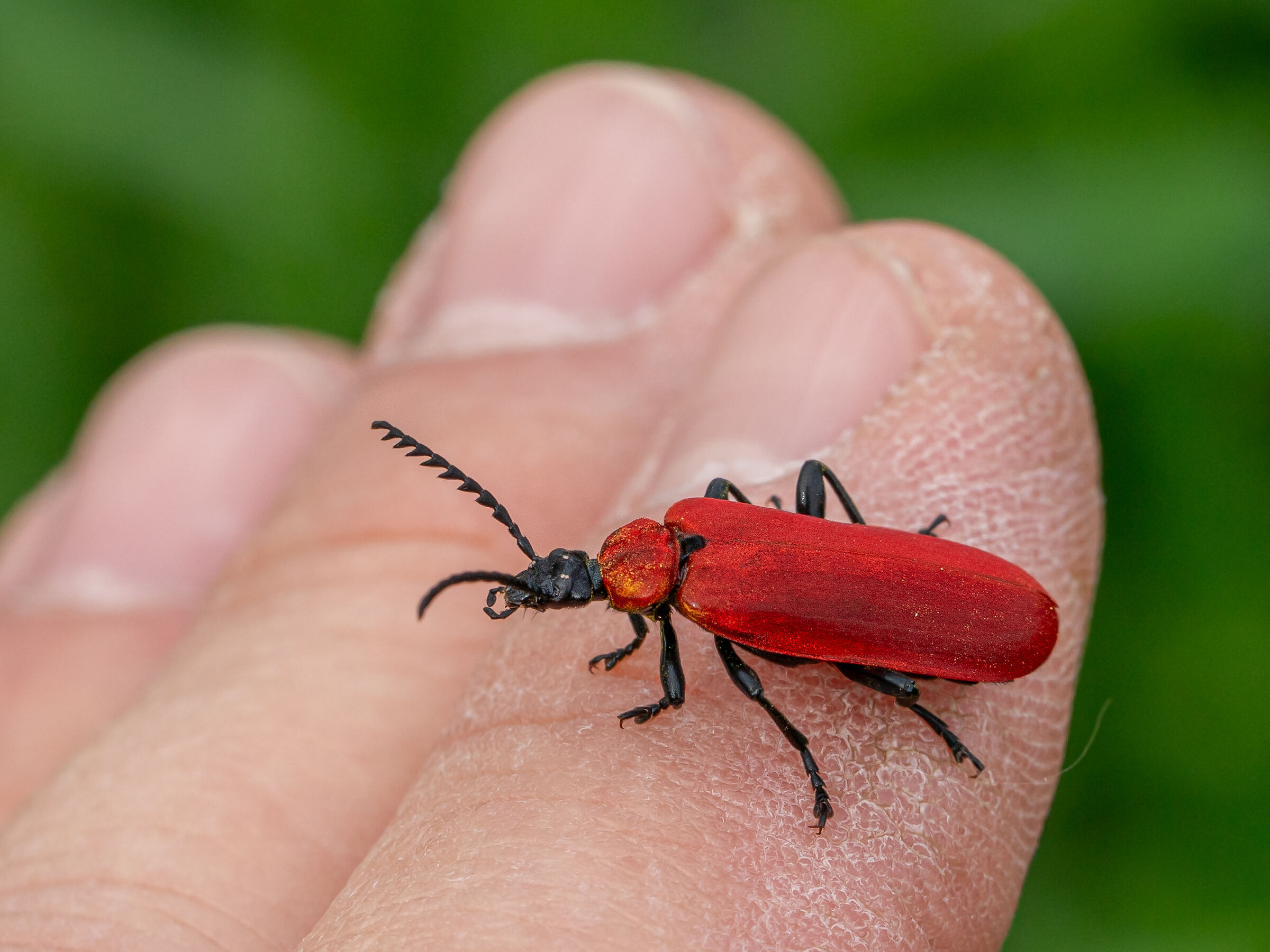 Pyrochroa coccinea