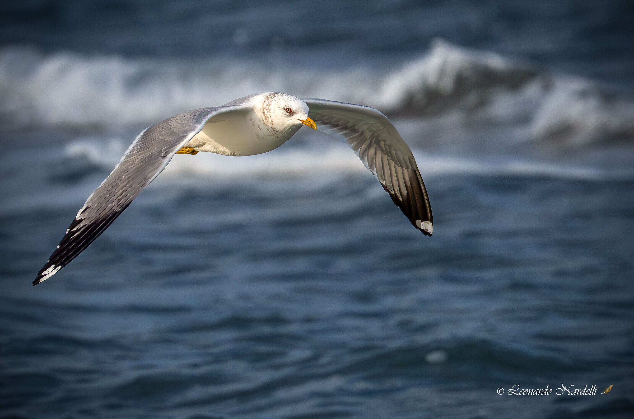 Common gull