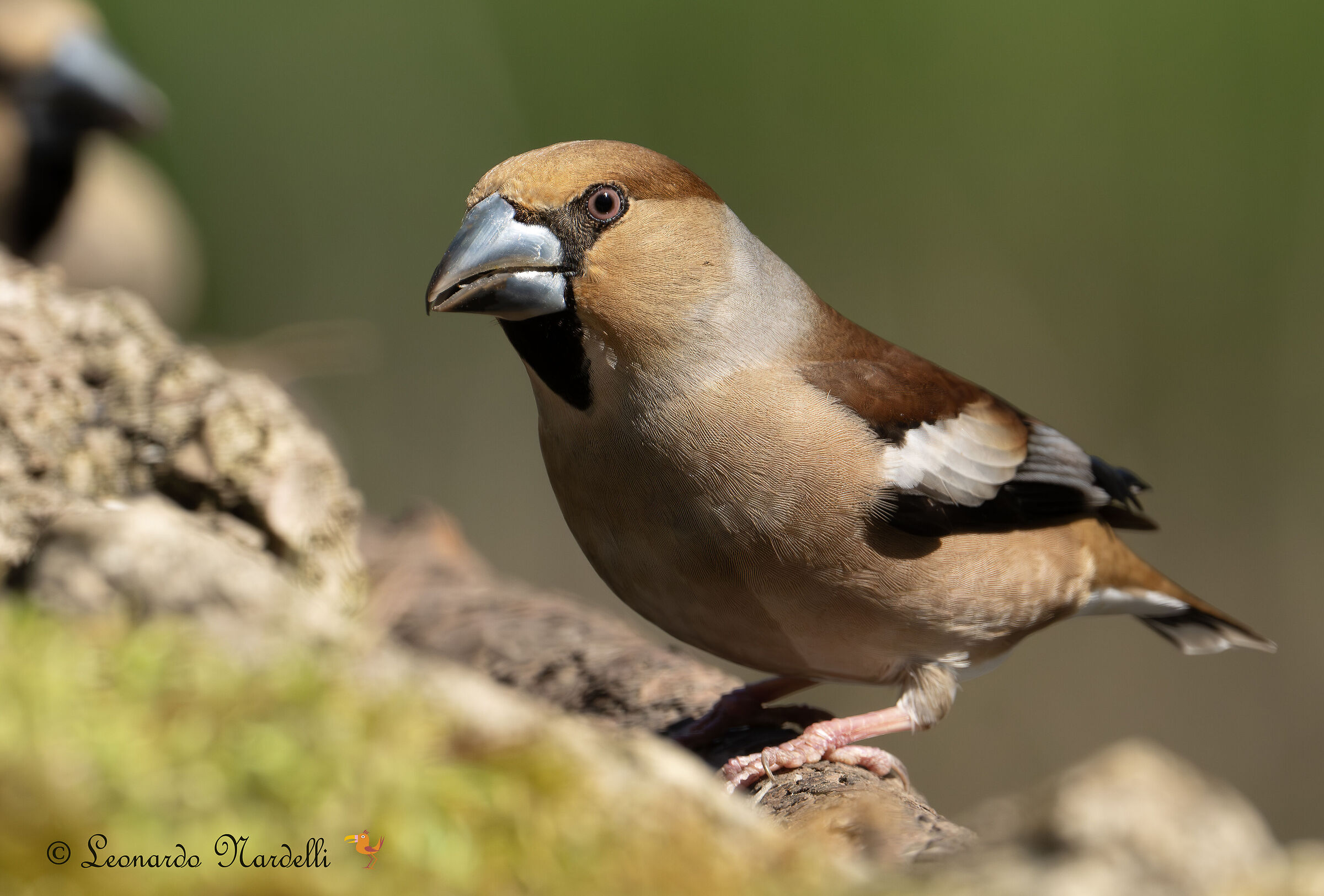 Hawfinch