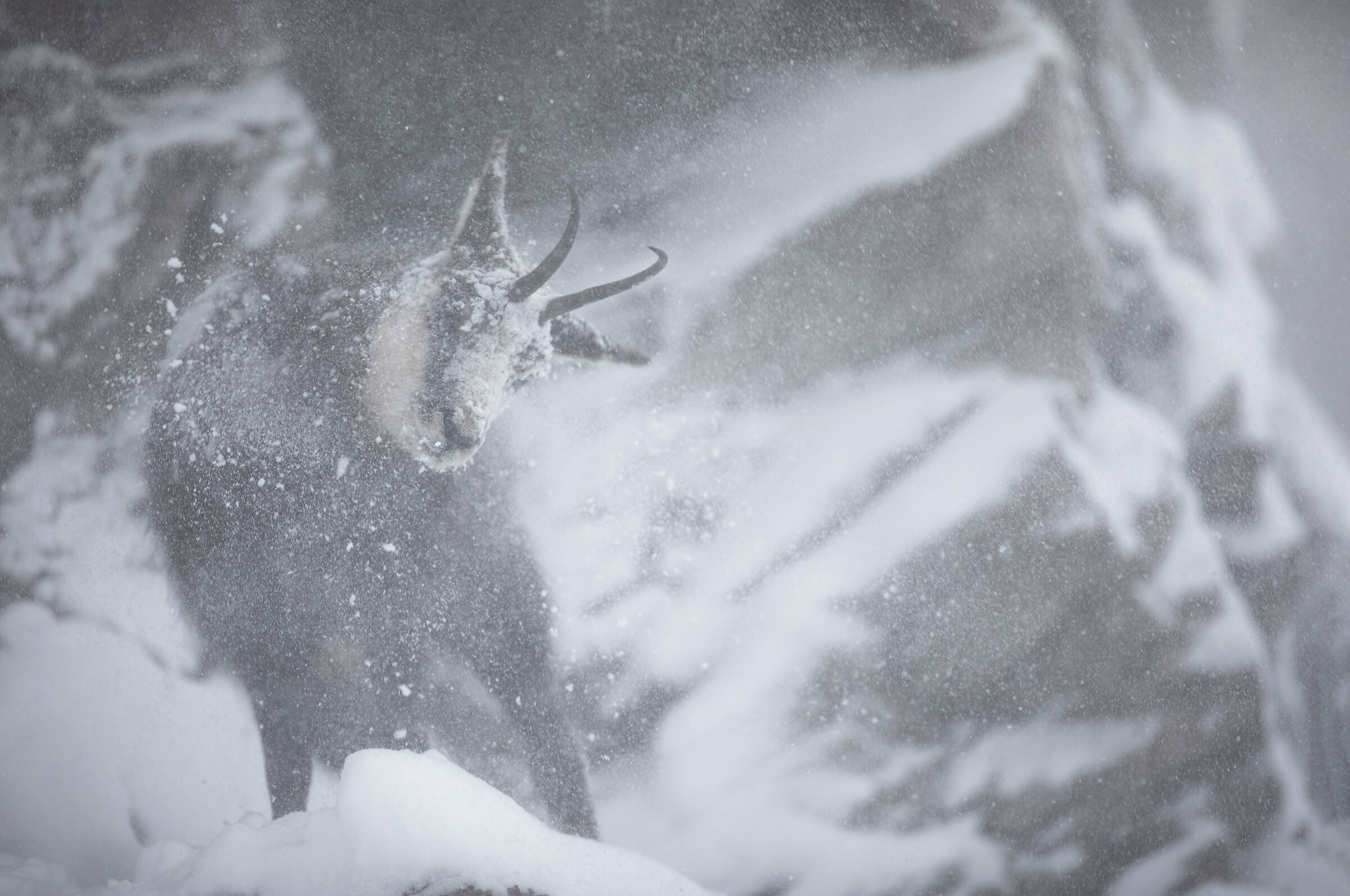 Chamois in the storm