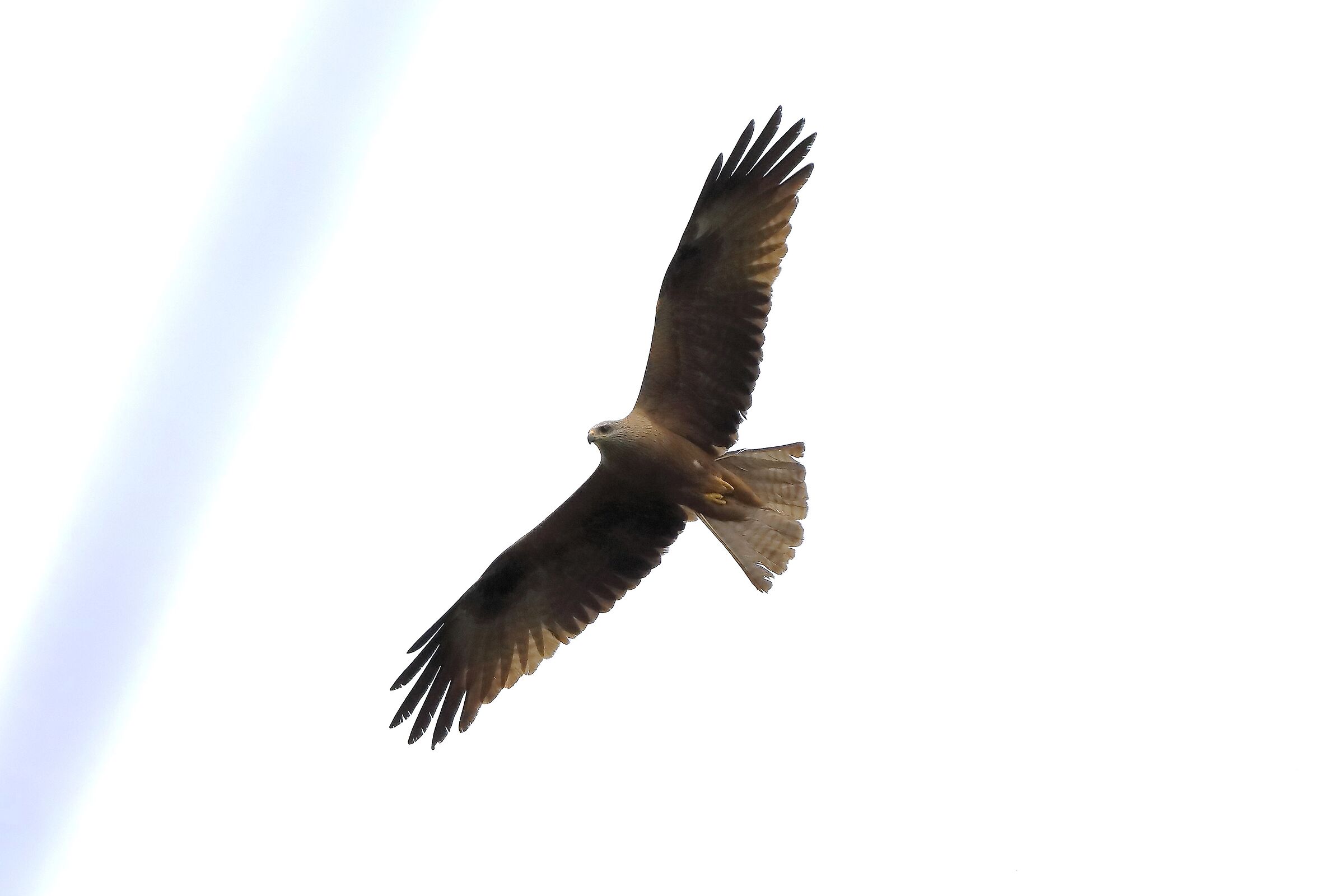 Black Kite April 2024 - 0263