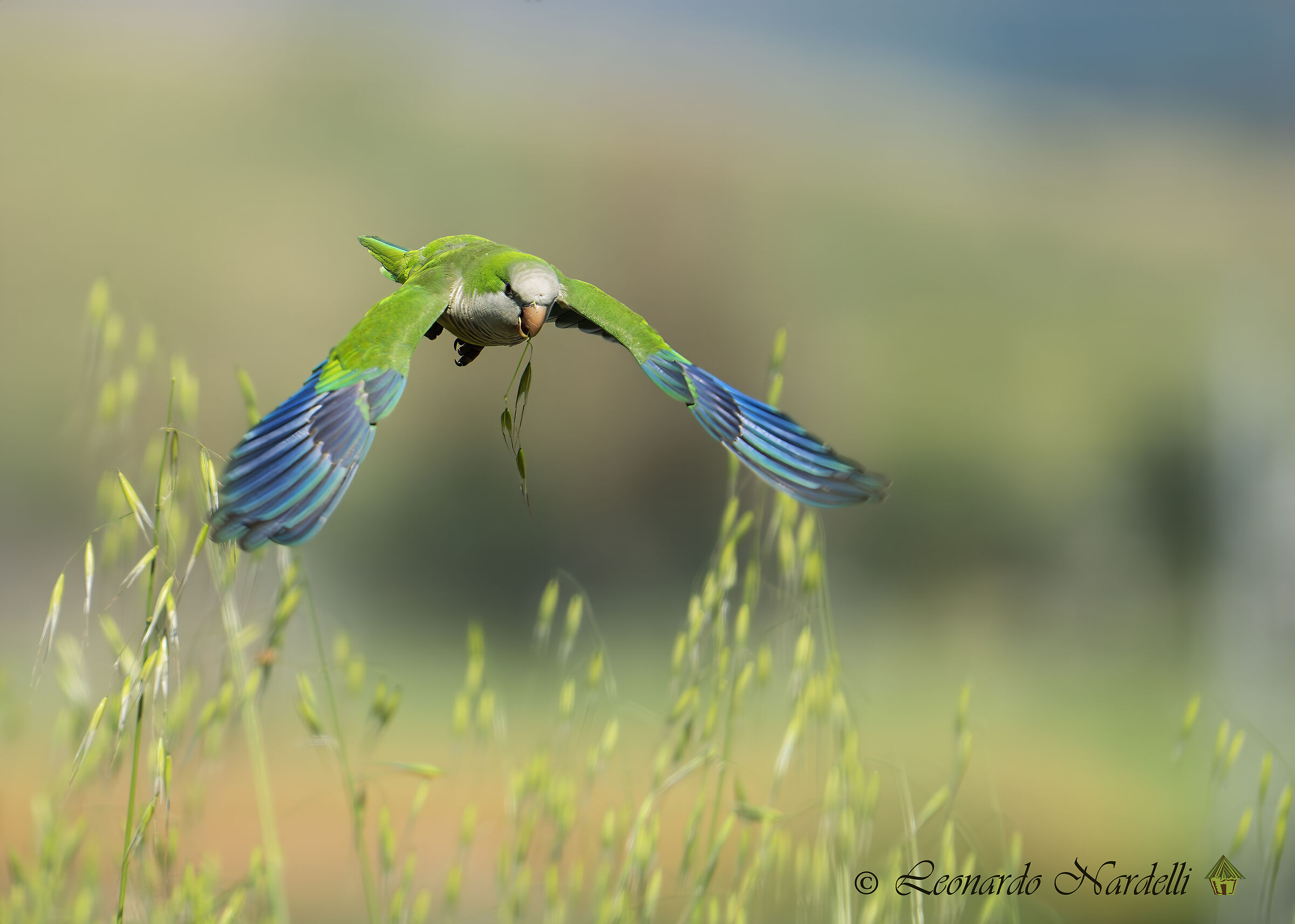 Parakeet Monk