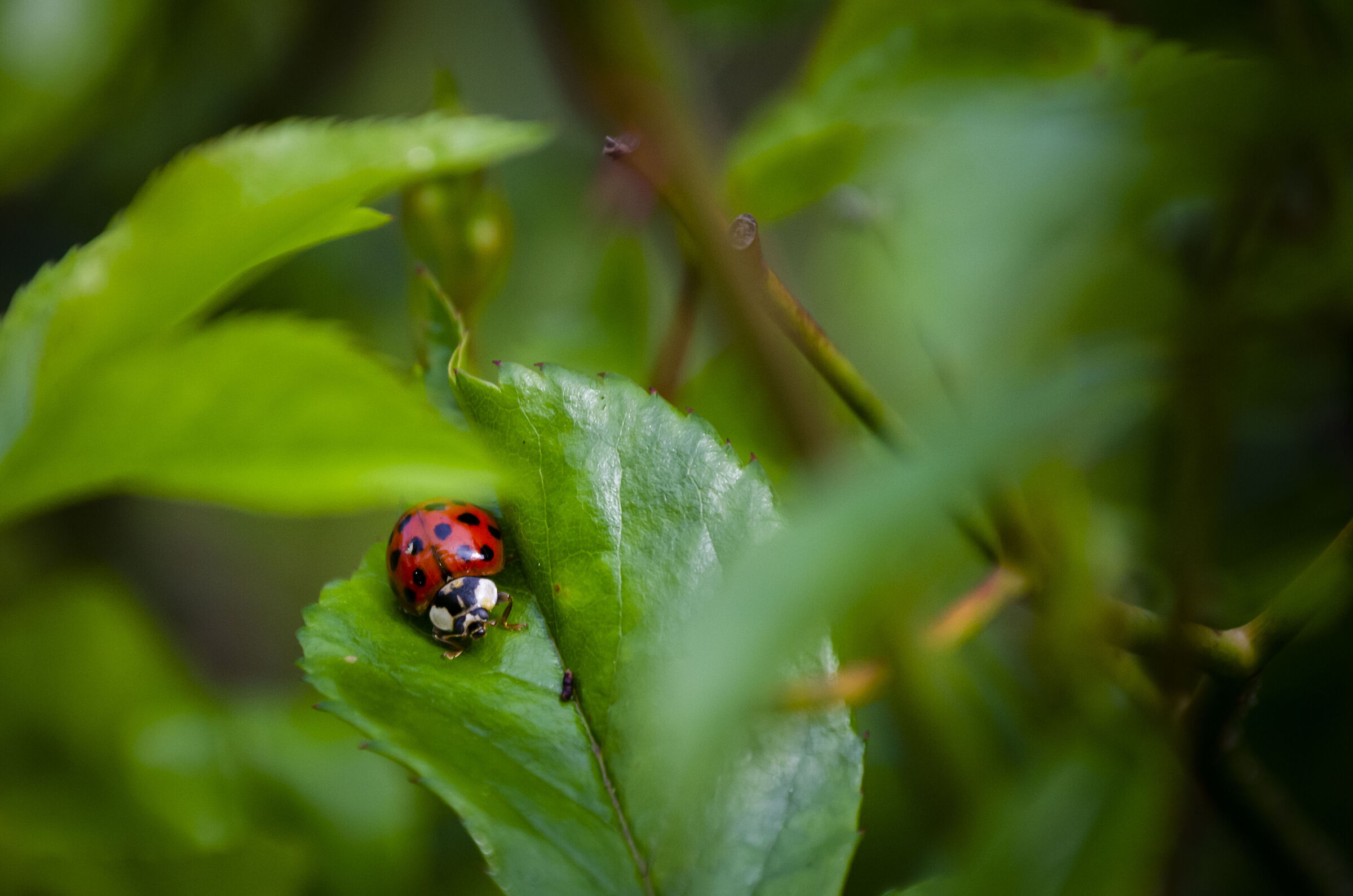 Ladybird