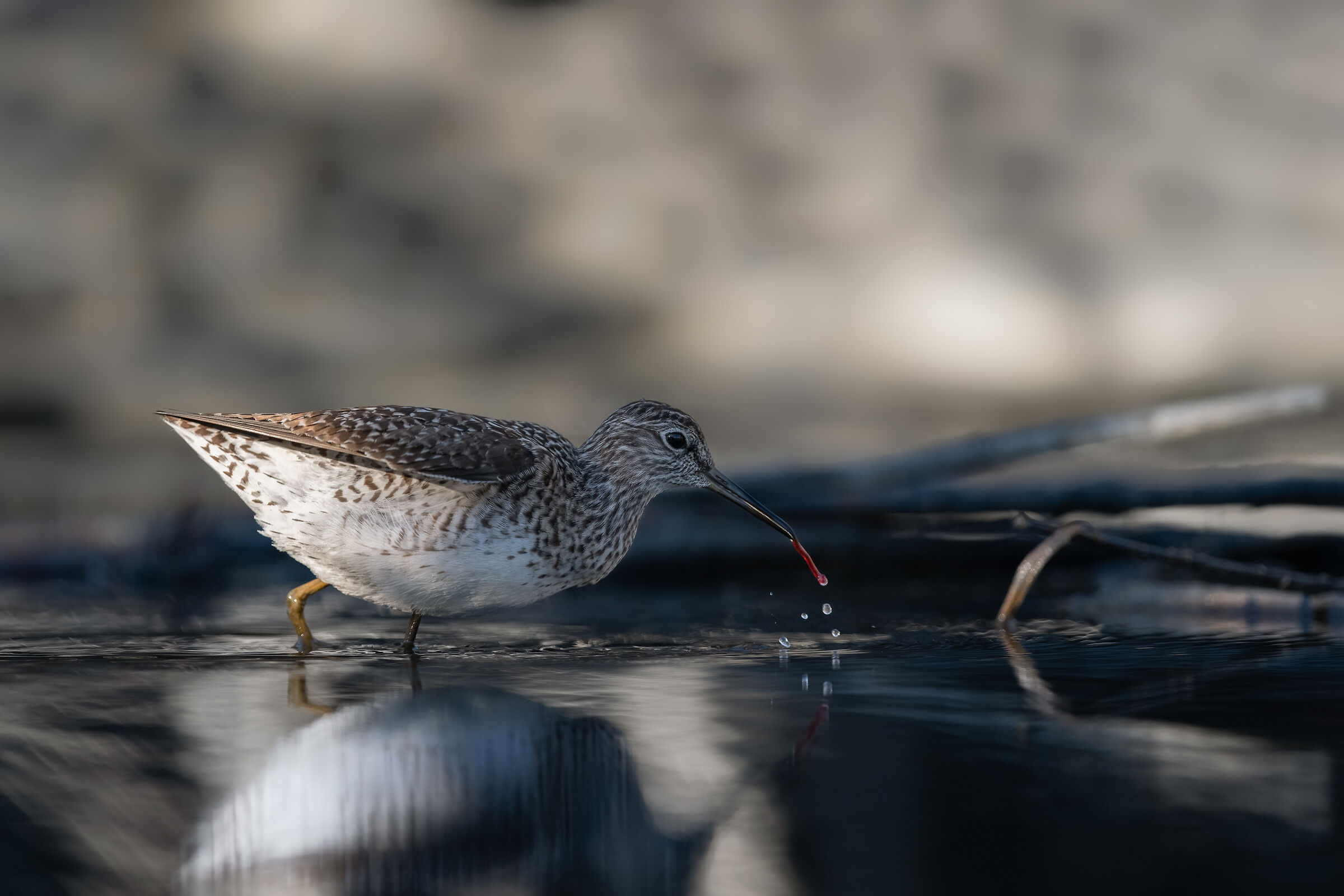 piro piro boschereccio