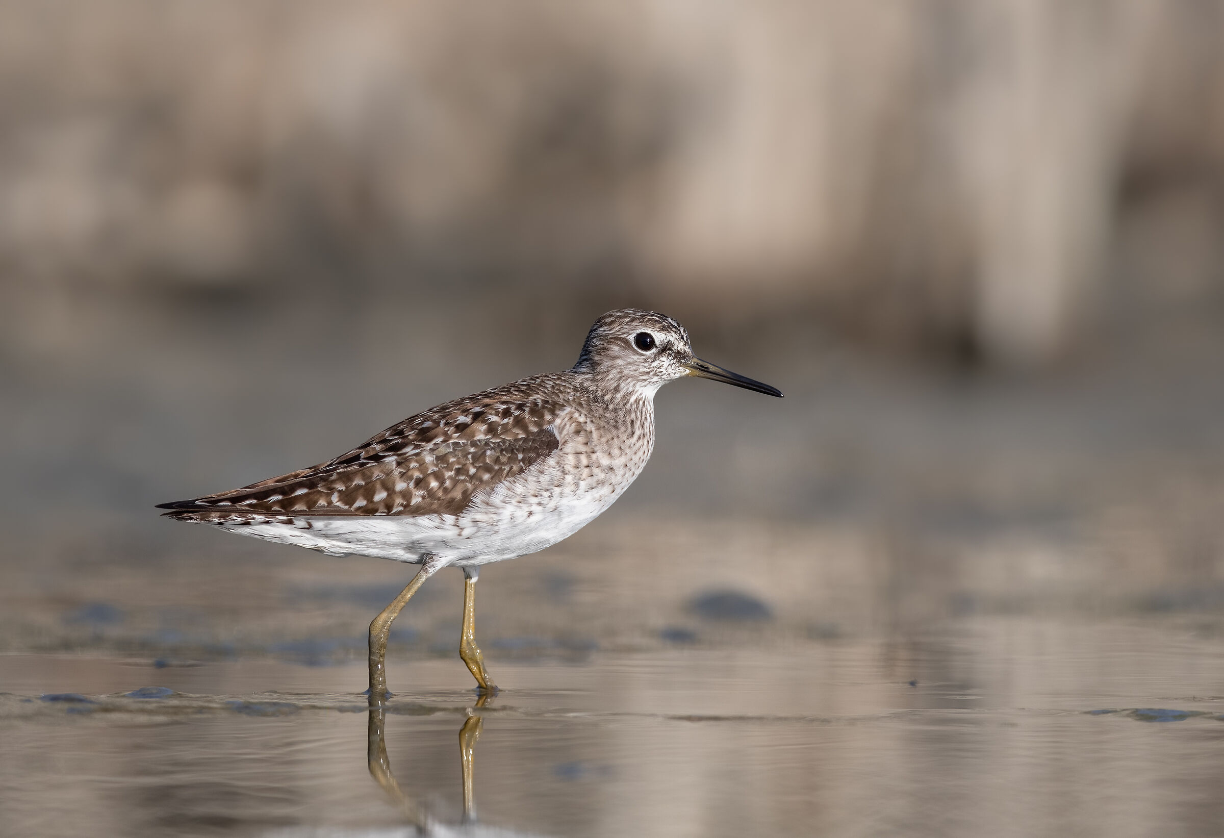 Wood Sandpiper