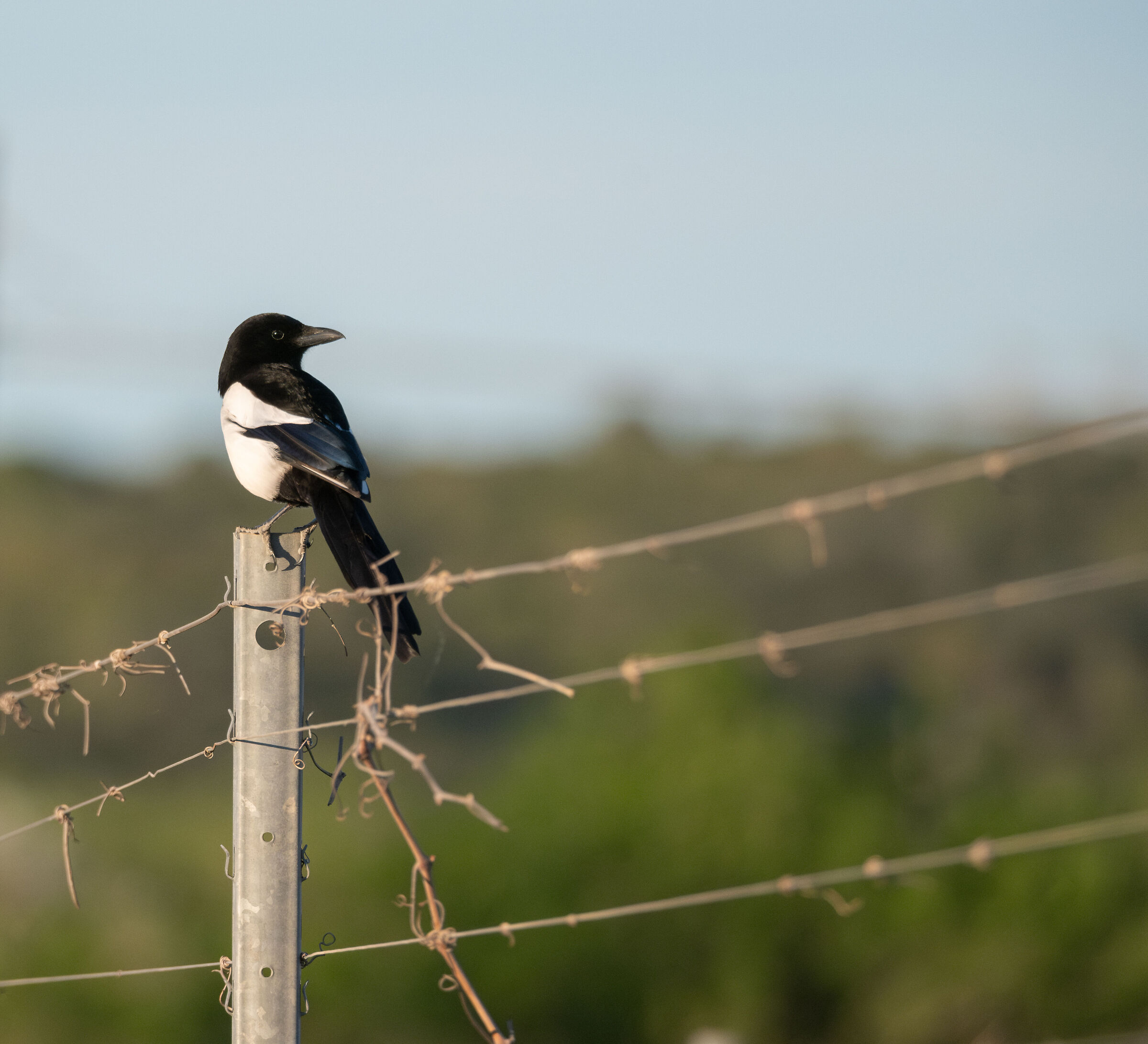 Magpie