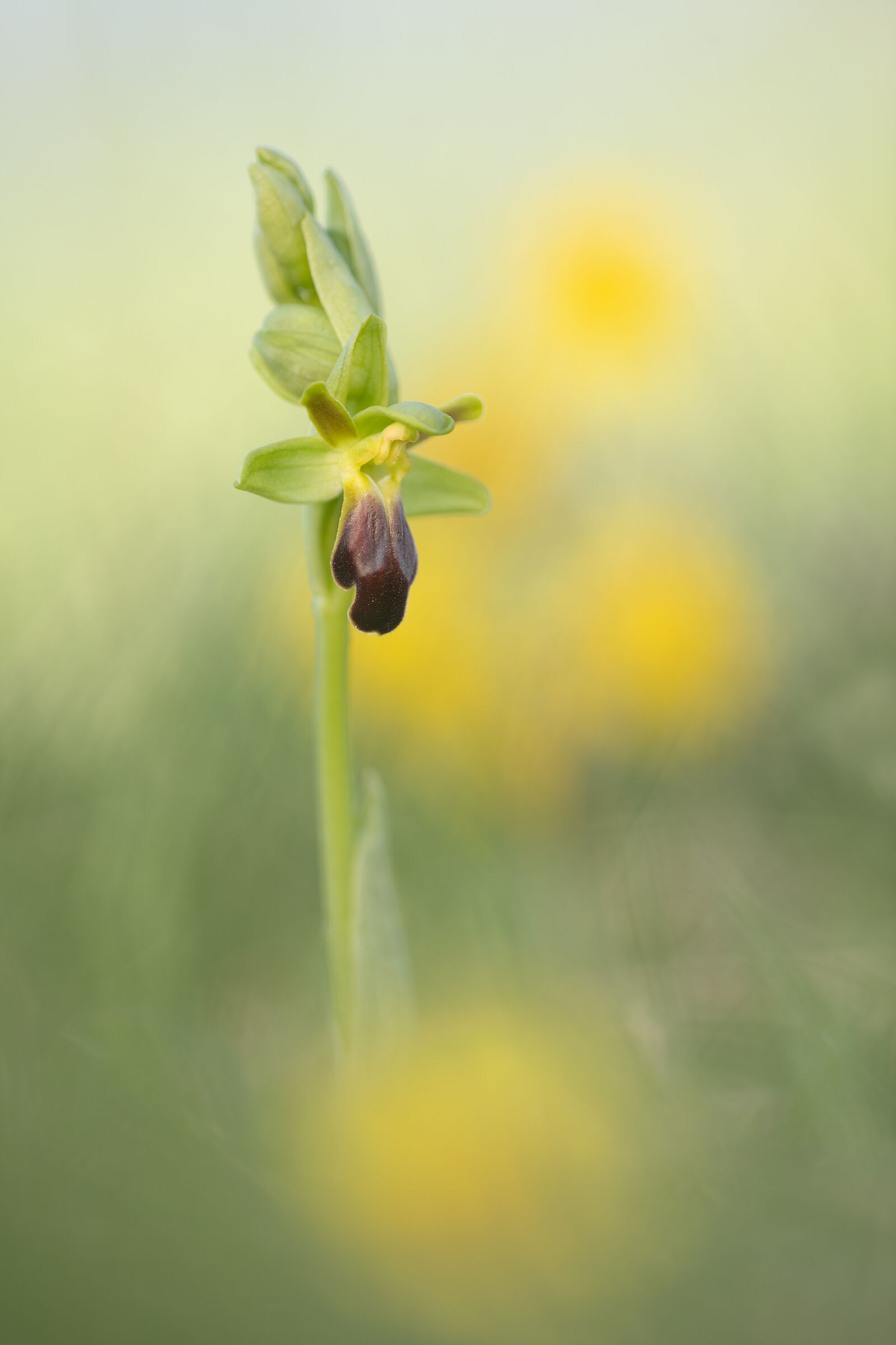 Ophrys funerea