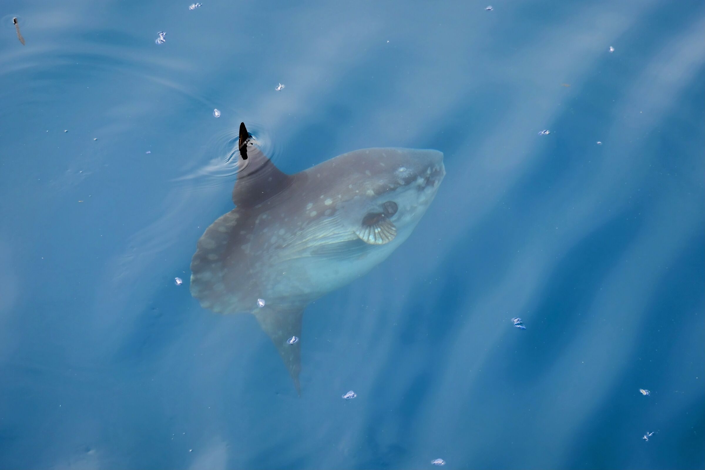 Sunfish with sails