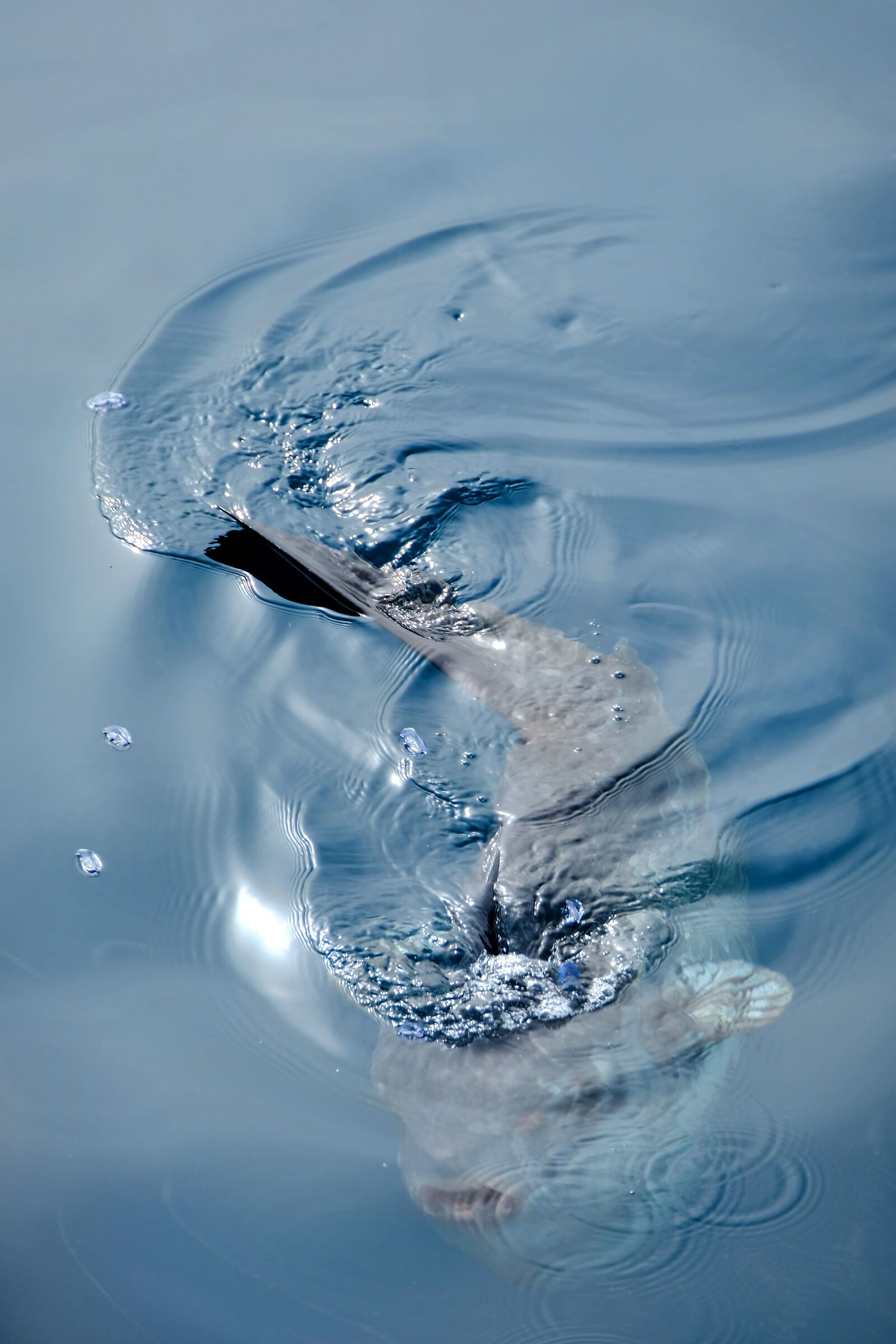Sunfish in the Ligurian Sea