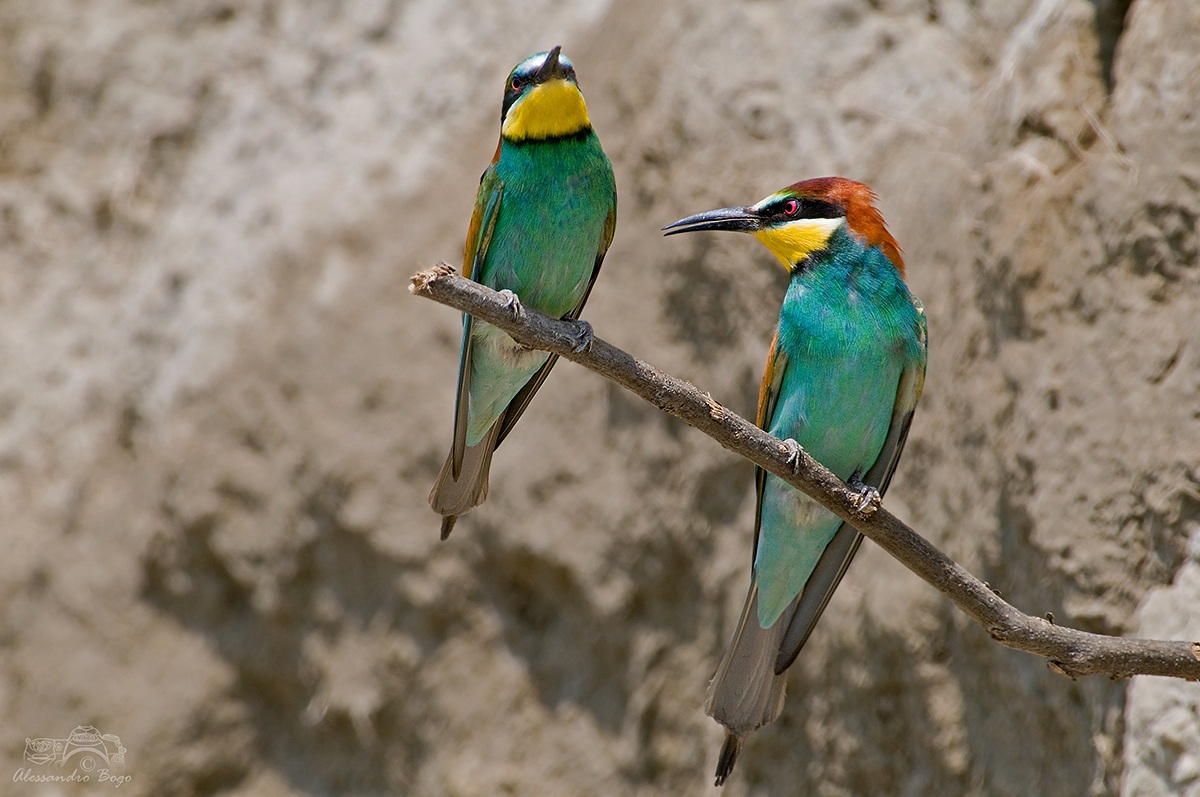 Bee-eaters