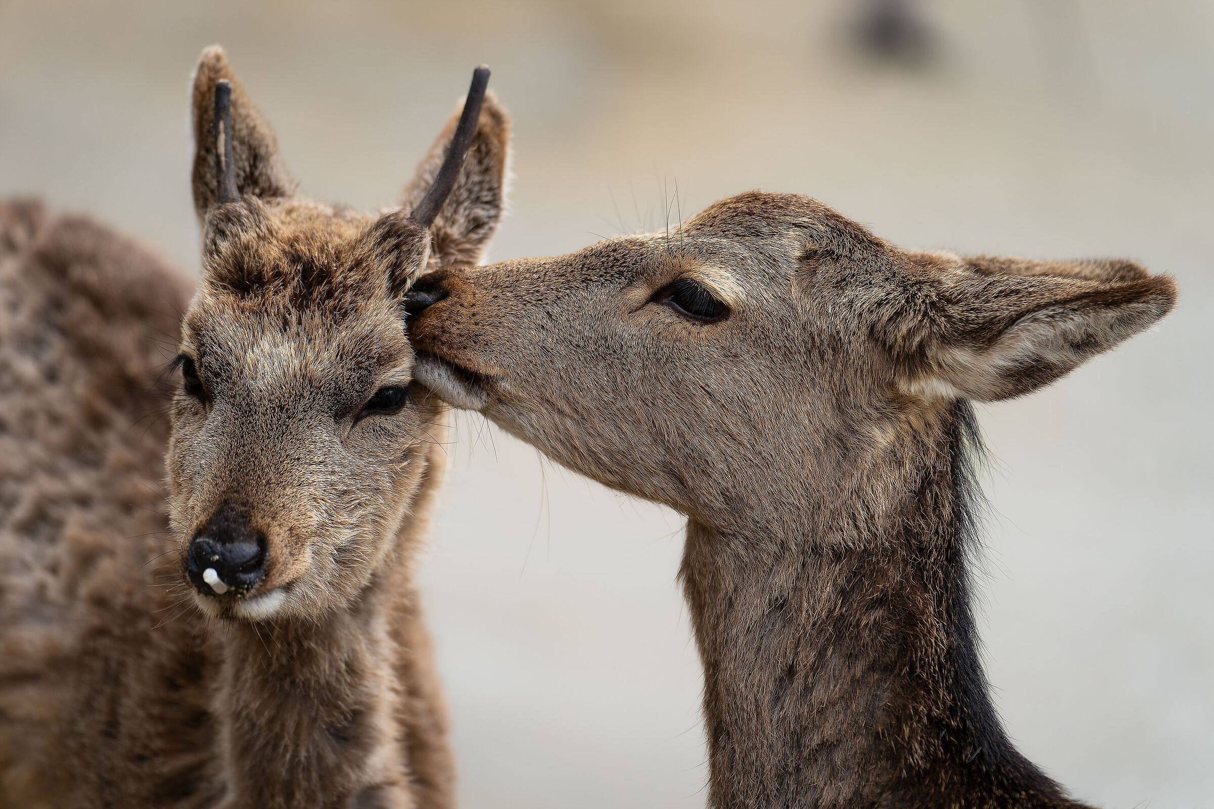 Fawns in love