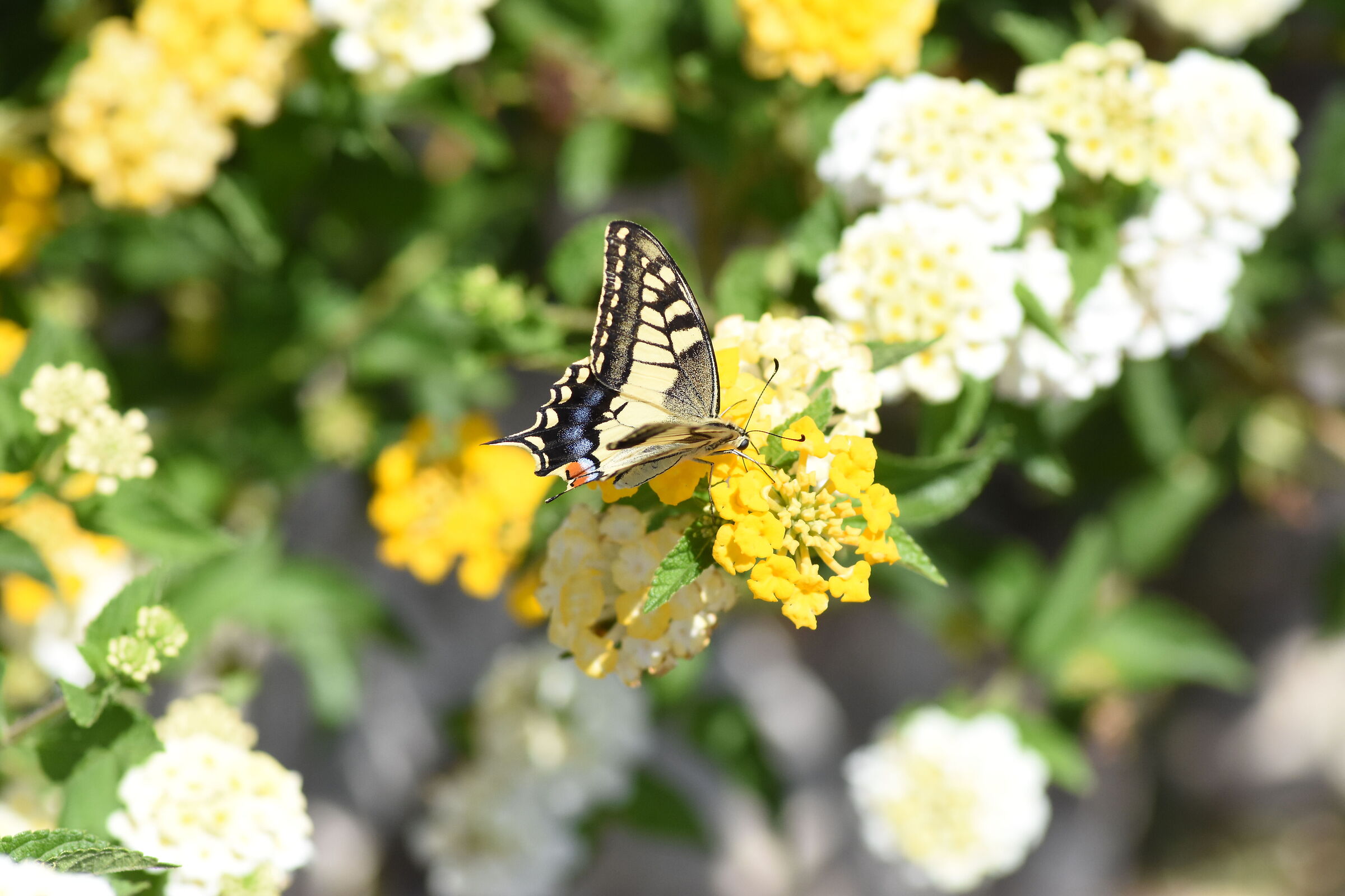 " 1/8 Mila " Tokina 100 F. 2.8 Atx-i- Nikon D 7200