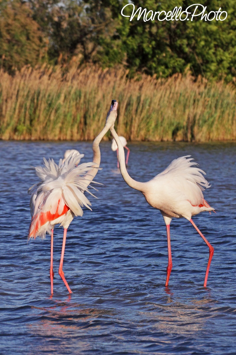 fenicotteri in litigio