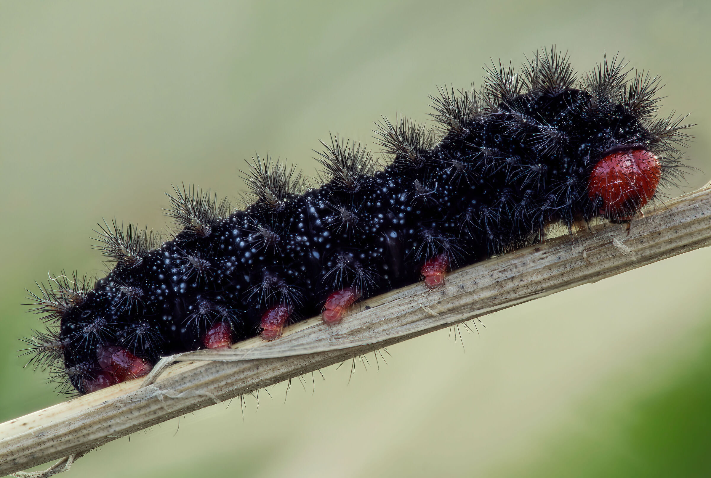 Melitaea cinxia caterpillar