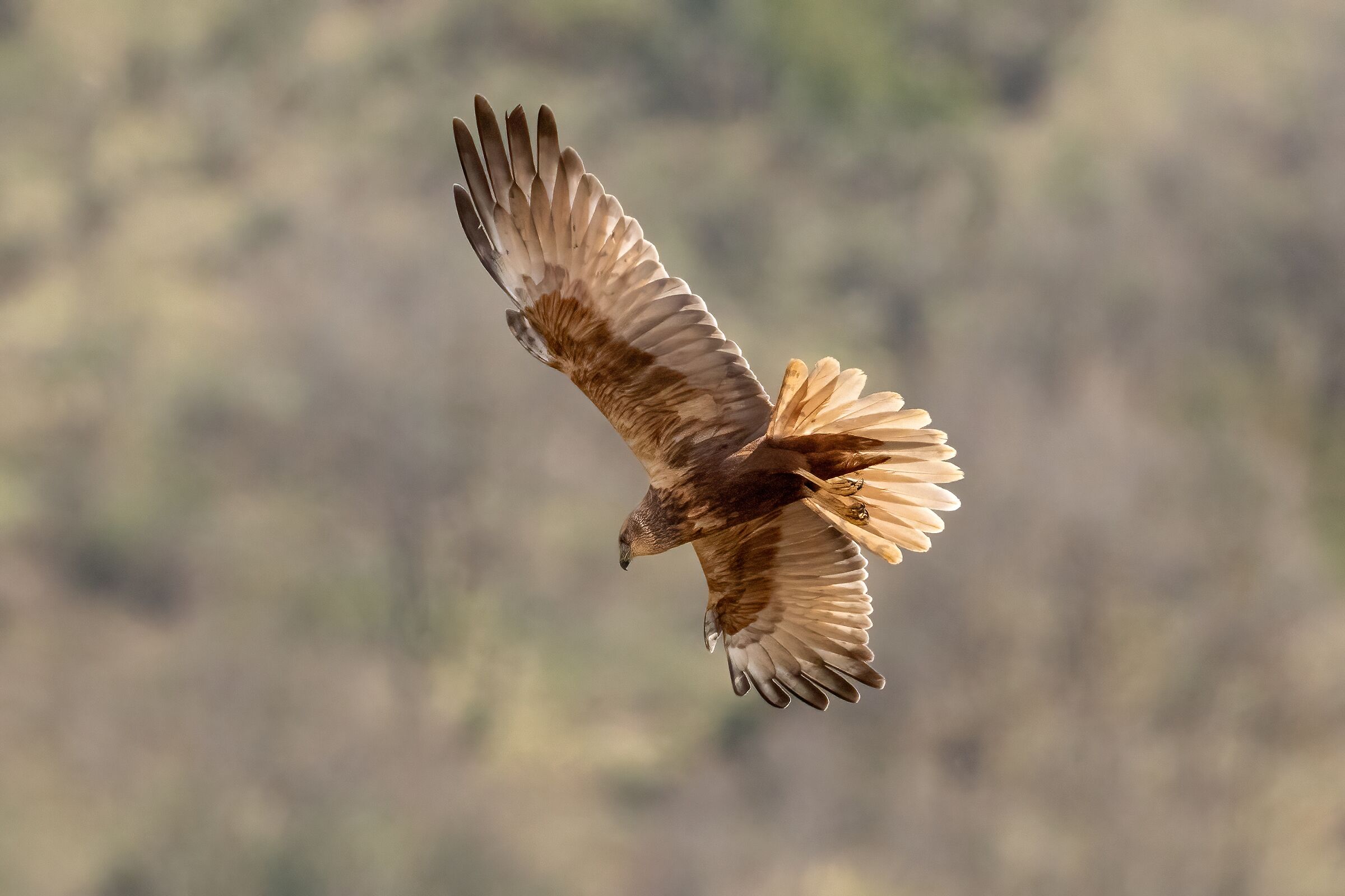 Falco di palude (Circus aeruginosus)